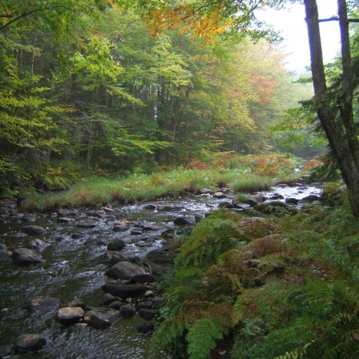 A river flows near the forest.