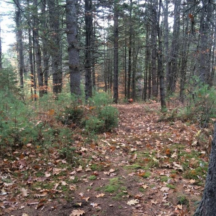 A trail winds through pine and spruce woods, covered in dry leaves.