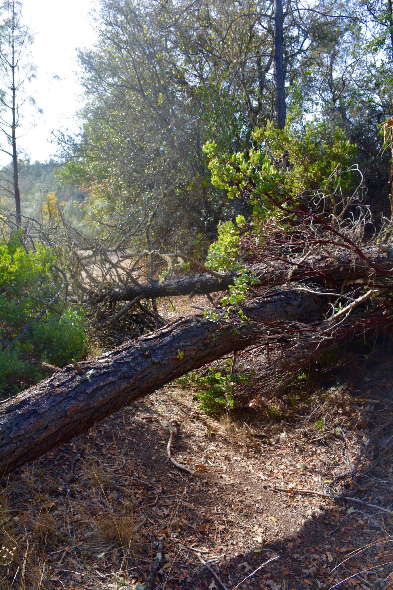 Maxwell_Creek_Tree_Down.jpg