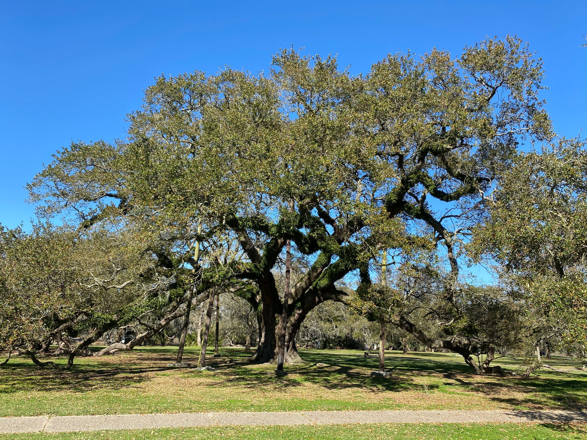 McDonogh Oak