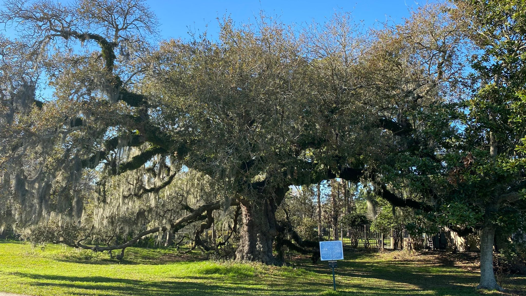 Dueling Oak