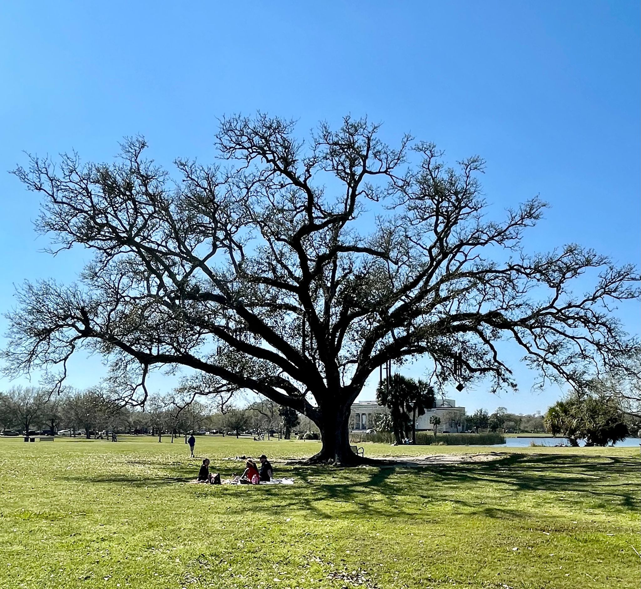 Singing Oak tree