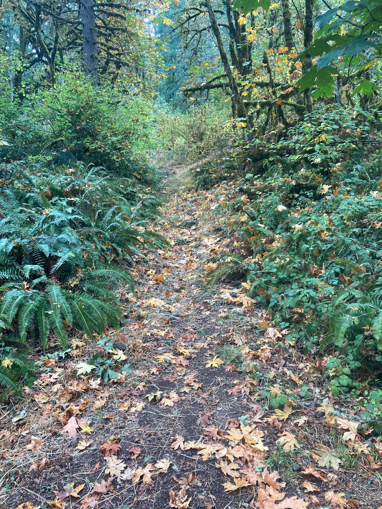 Trail 24 from its junction with Trail 4; looking uphill