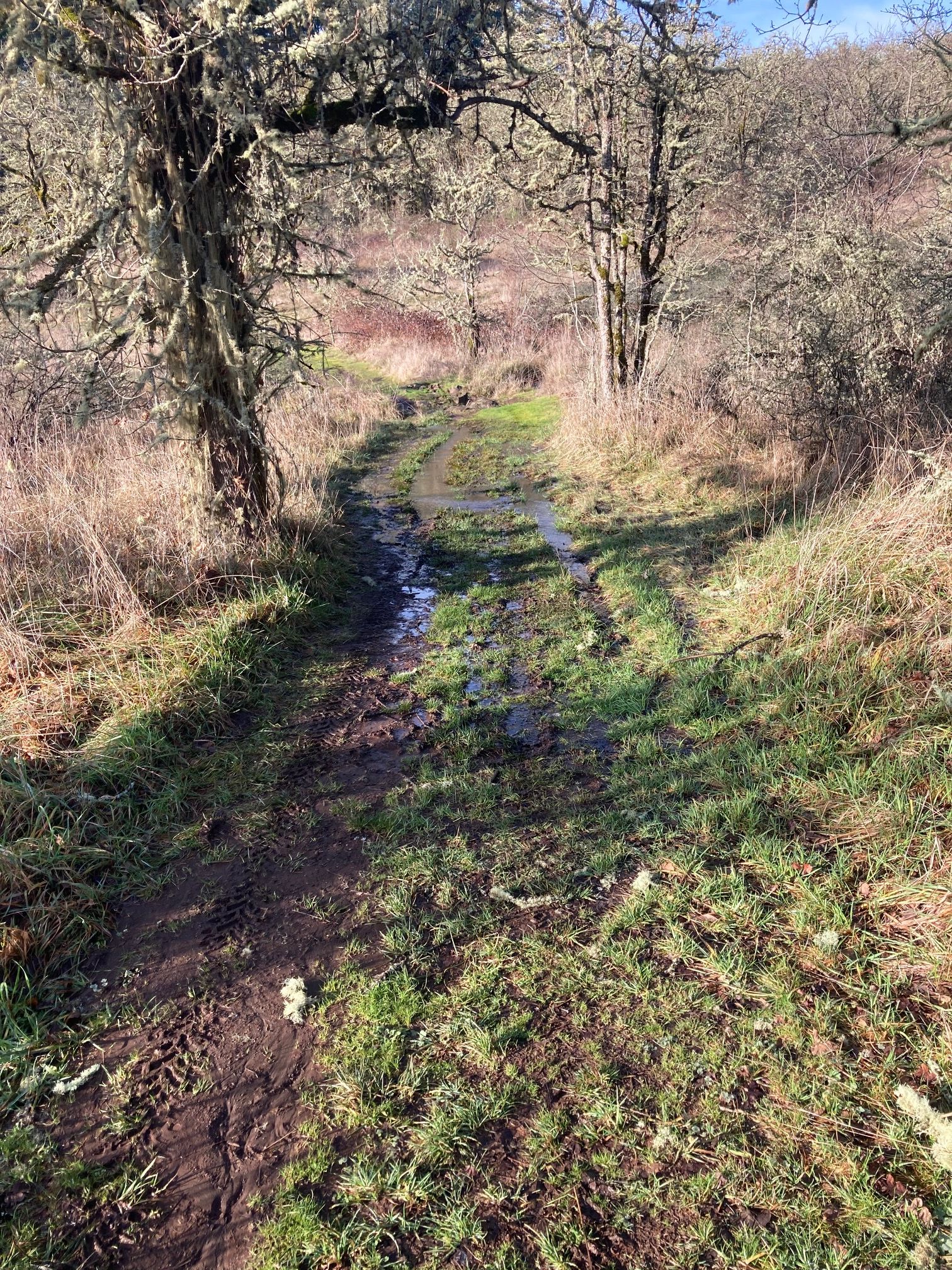 Seasonal seep water flowing on Trail 56 in the eastern side of the Buckbrush Creek floodplain