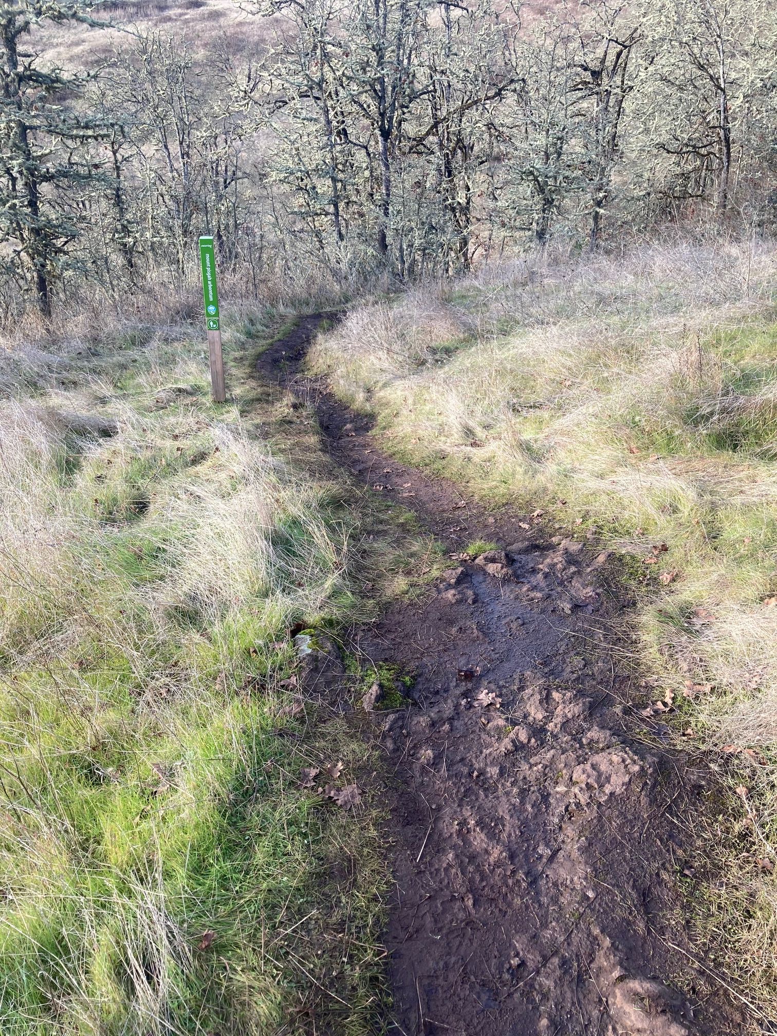 Trail 35 looking west (downhill) to the Mount Pisgah Arboretum boundary