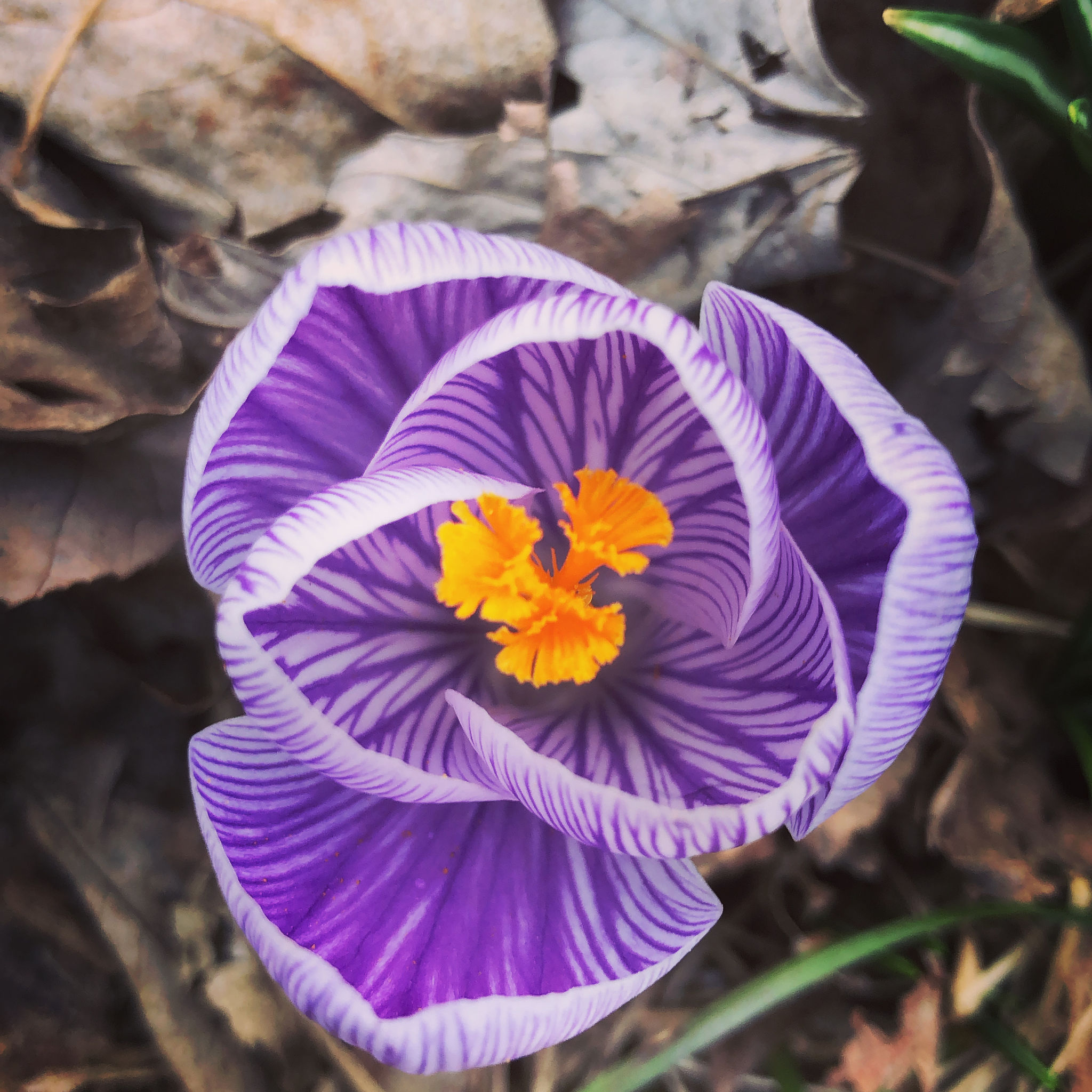 Crocus are one of the first flowers to bloom each spring. Crocus is a genus of flowering plants in the iris family comprising 90 species.