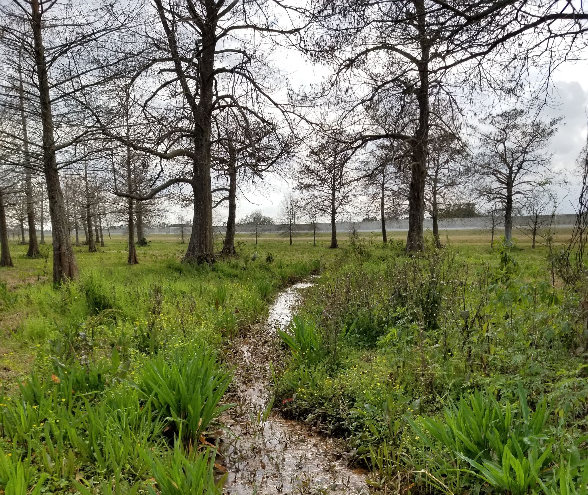 Doctor's Cypress Grove