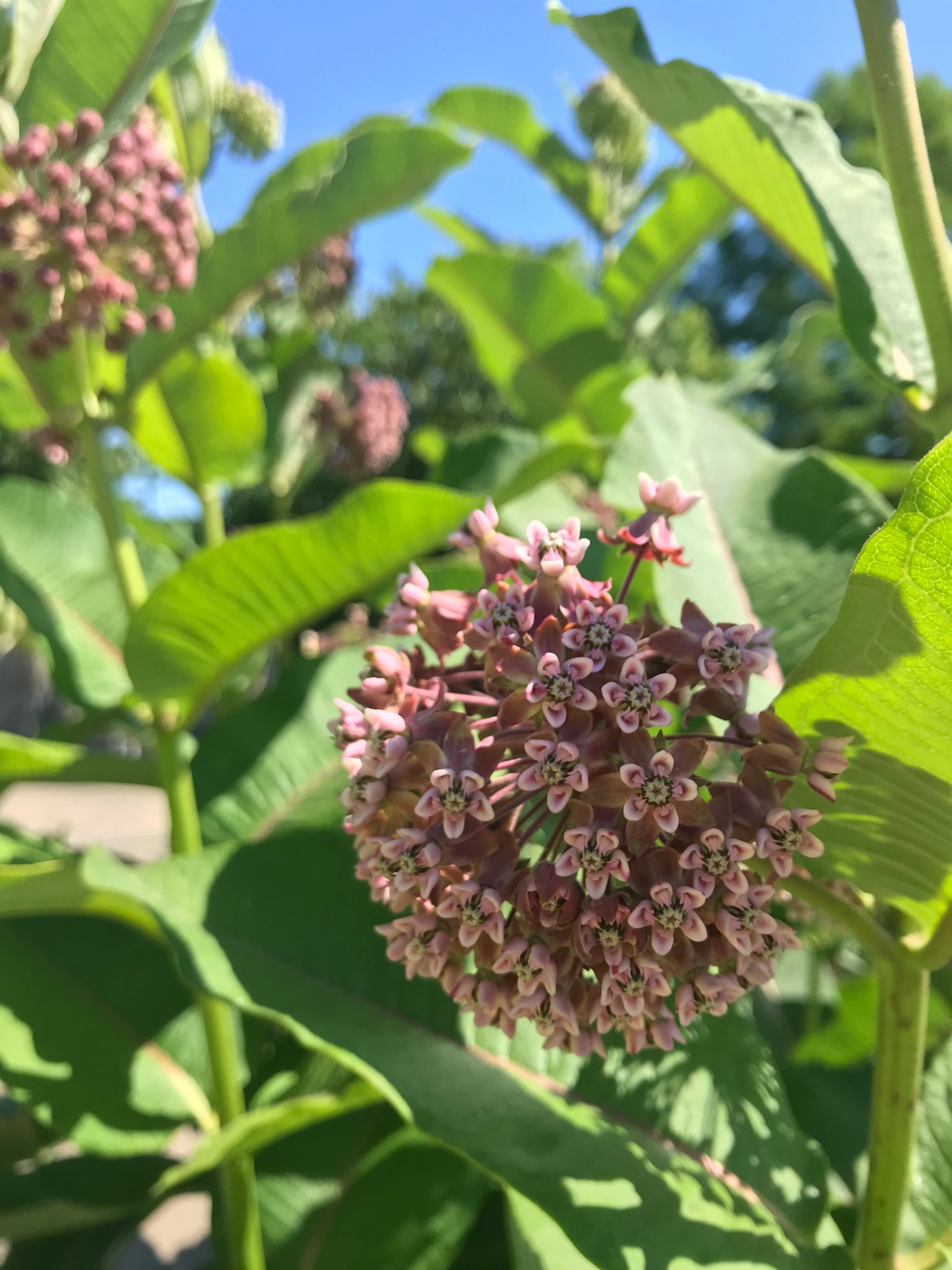 Common milkweed (Asclepias syriaca) 