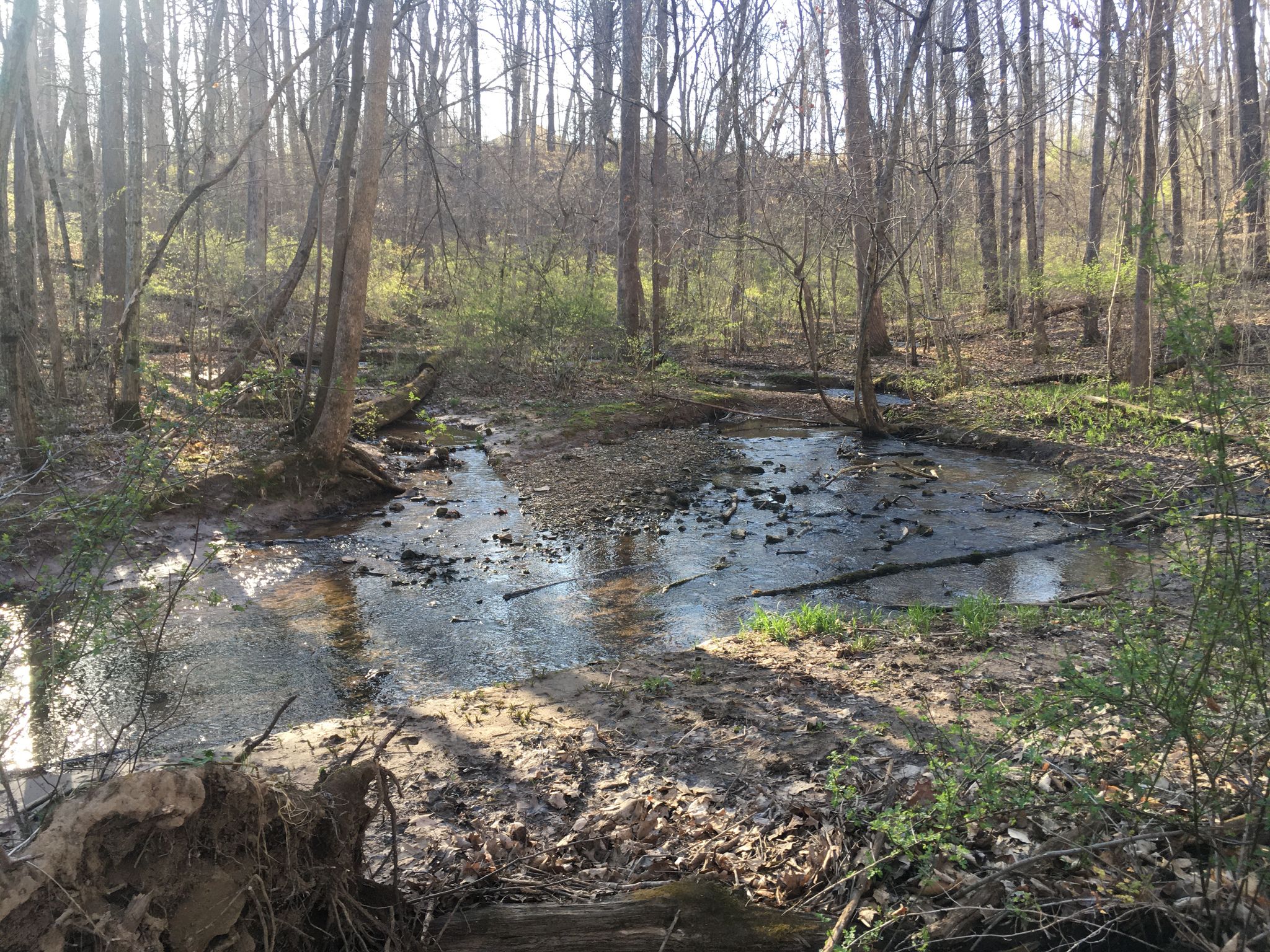Creek in Brown's Woods