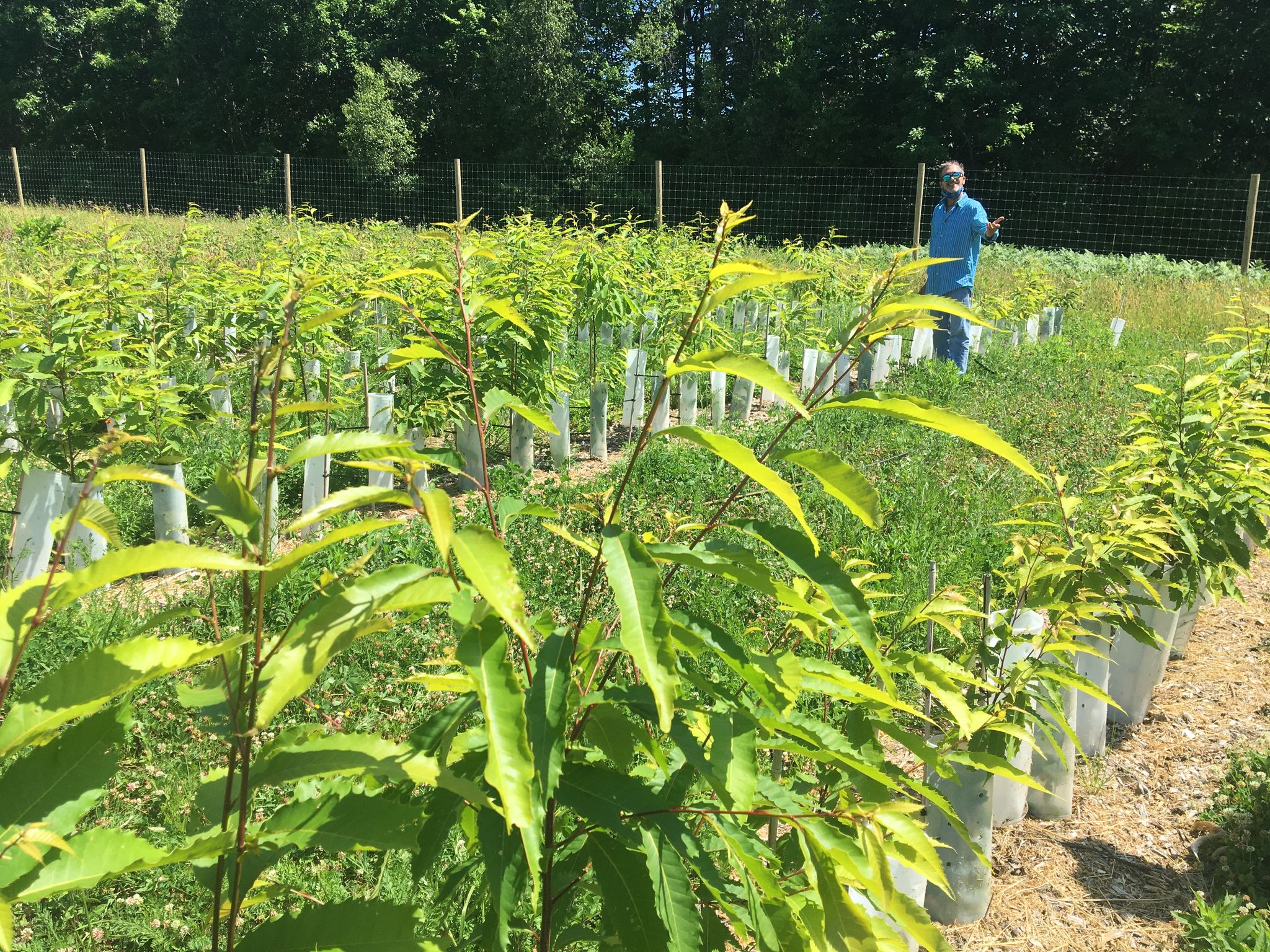 A volunteer works at the Tom Rush American chestnut forest to take care of seedlings.