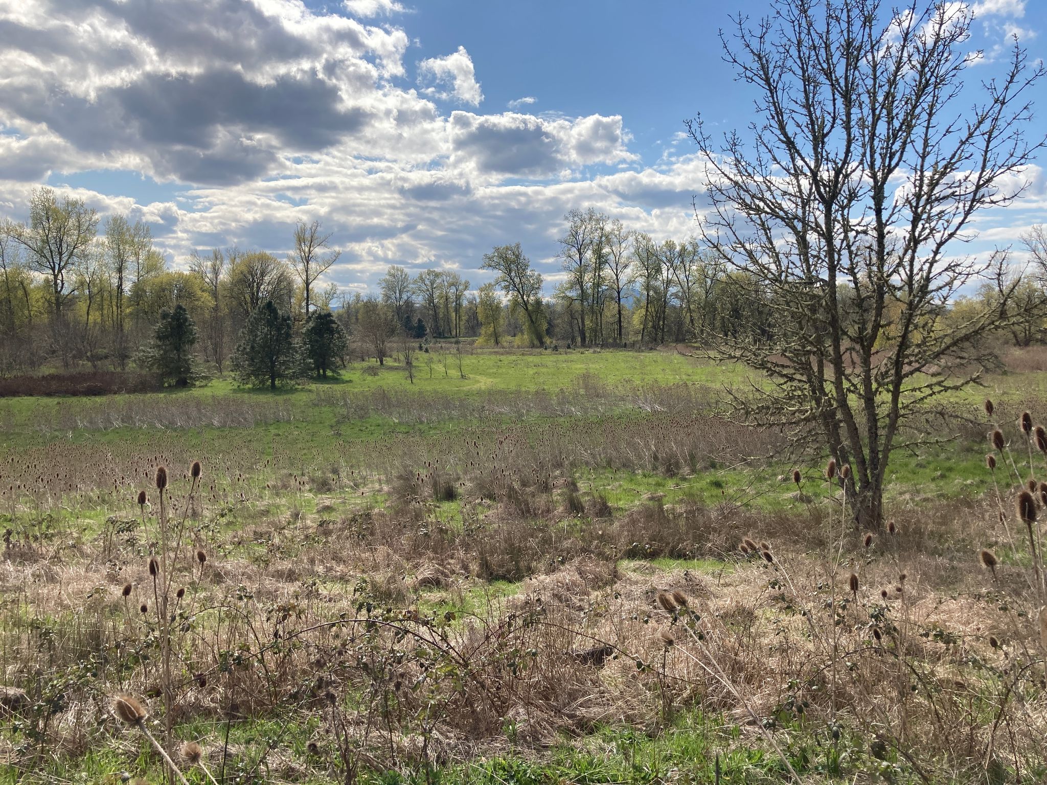 South Bottomlands looking west from Trail 5