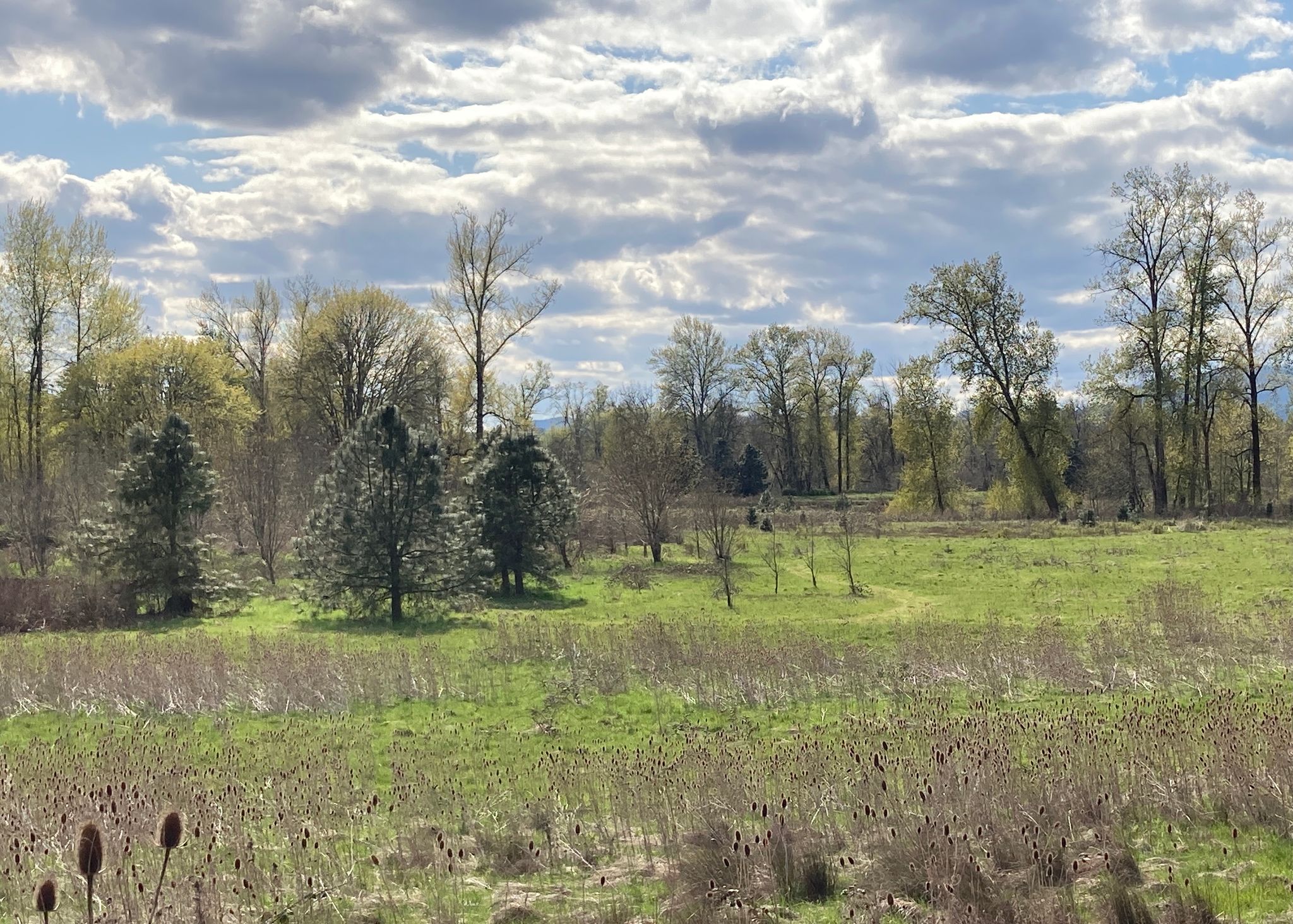 South Bottomlands and grass-surface trail