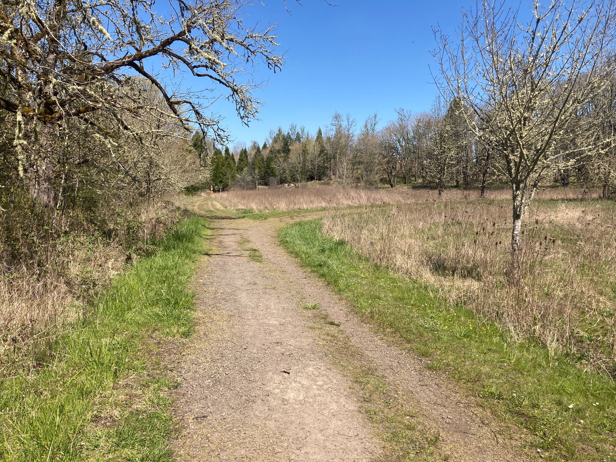 Buford Access Road looking north (WCP yellow gate to the right / east of this frame) from westward turn in Trail 8 (North Bottomlands Loop)