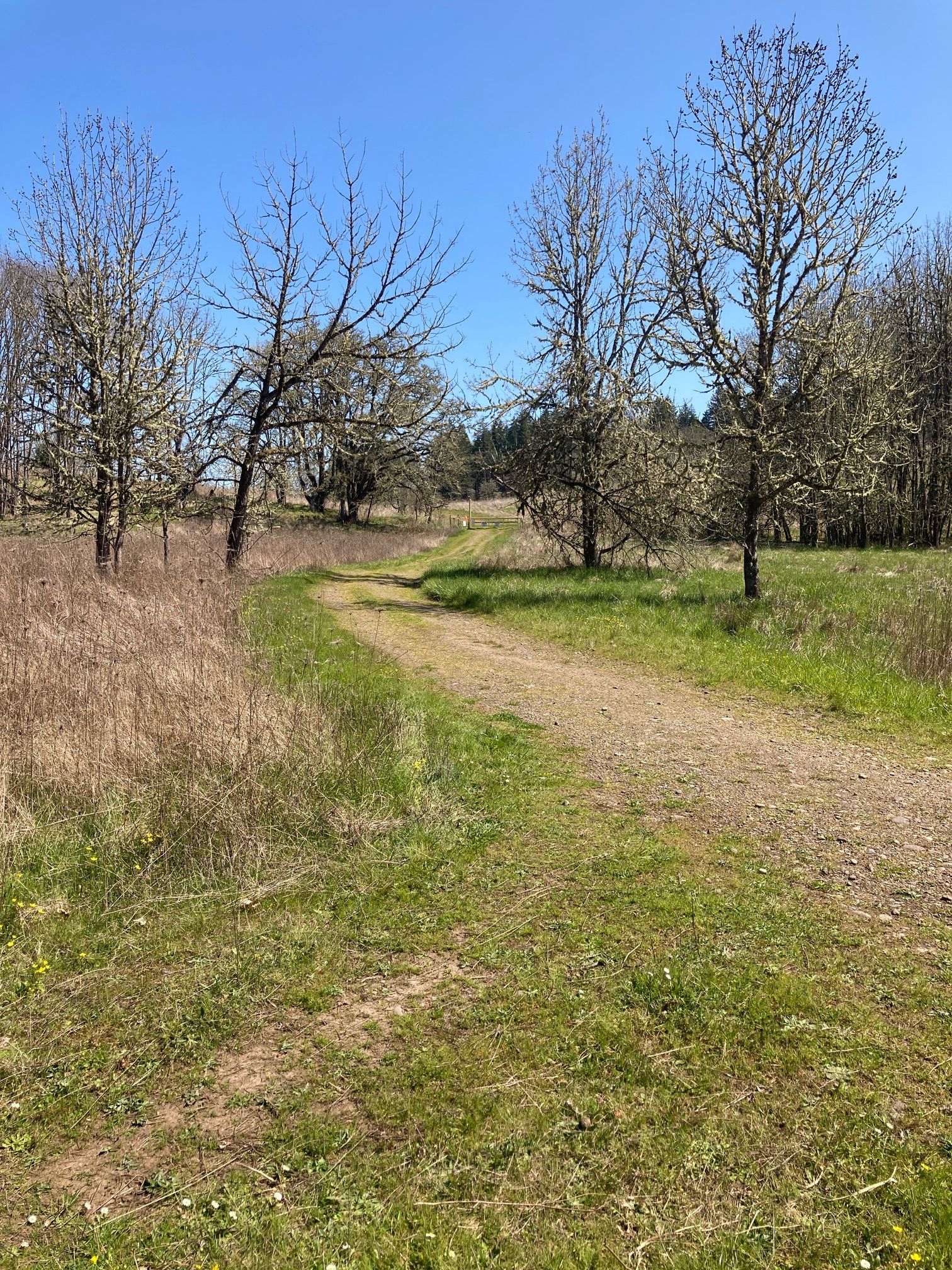 WCP Access Road looking east from northern part of  Buford Haul Road