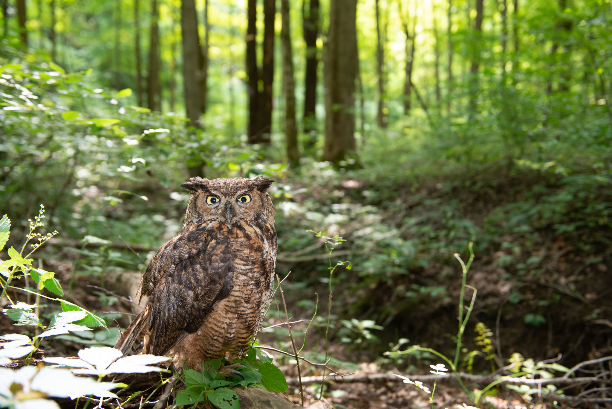 Great Horned Owl in Mesic Forest, Indiana.