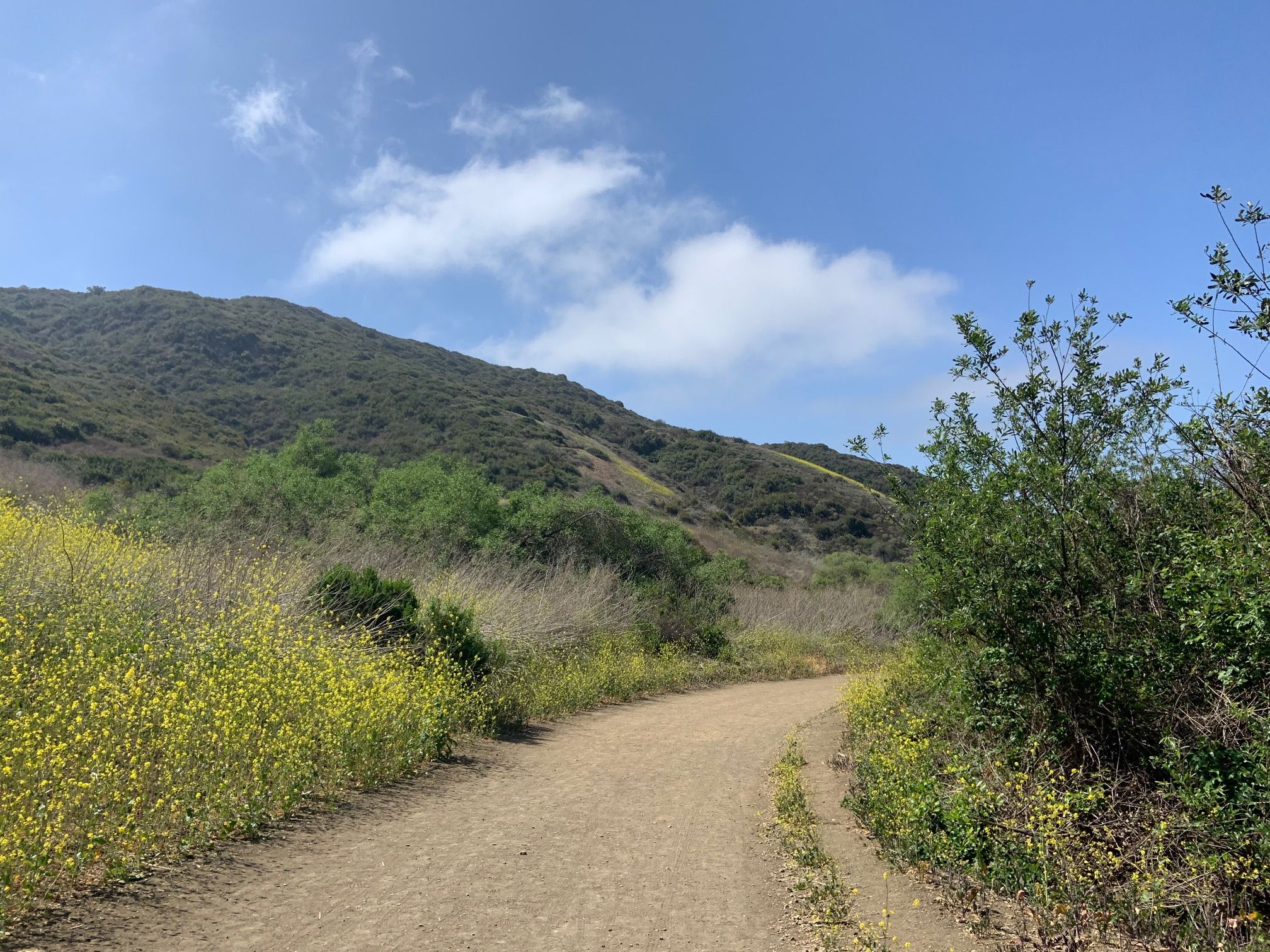 Beautiful wildflowers along the Moro Canyon Road/Trail