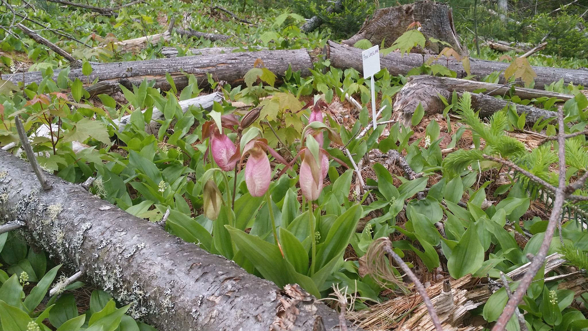 Pink lady slippers bloom at The Rocks.