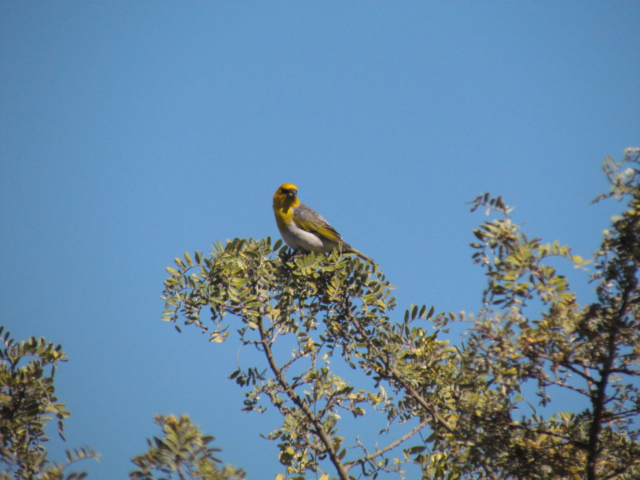 The trail takes you through the heart of the critically endangered palila's forest home.