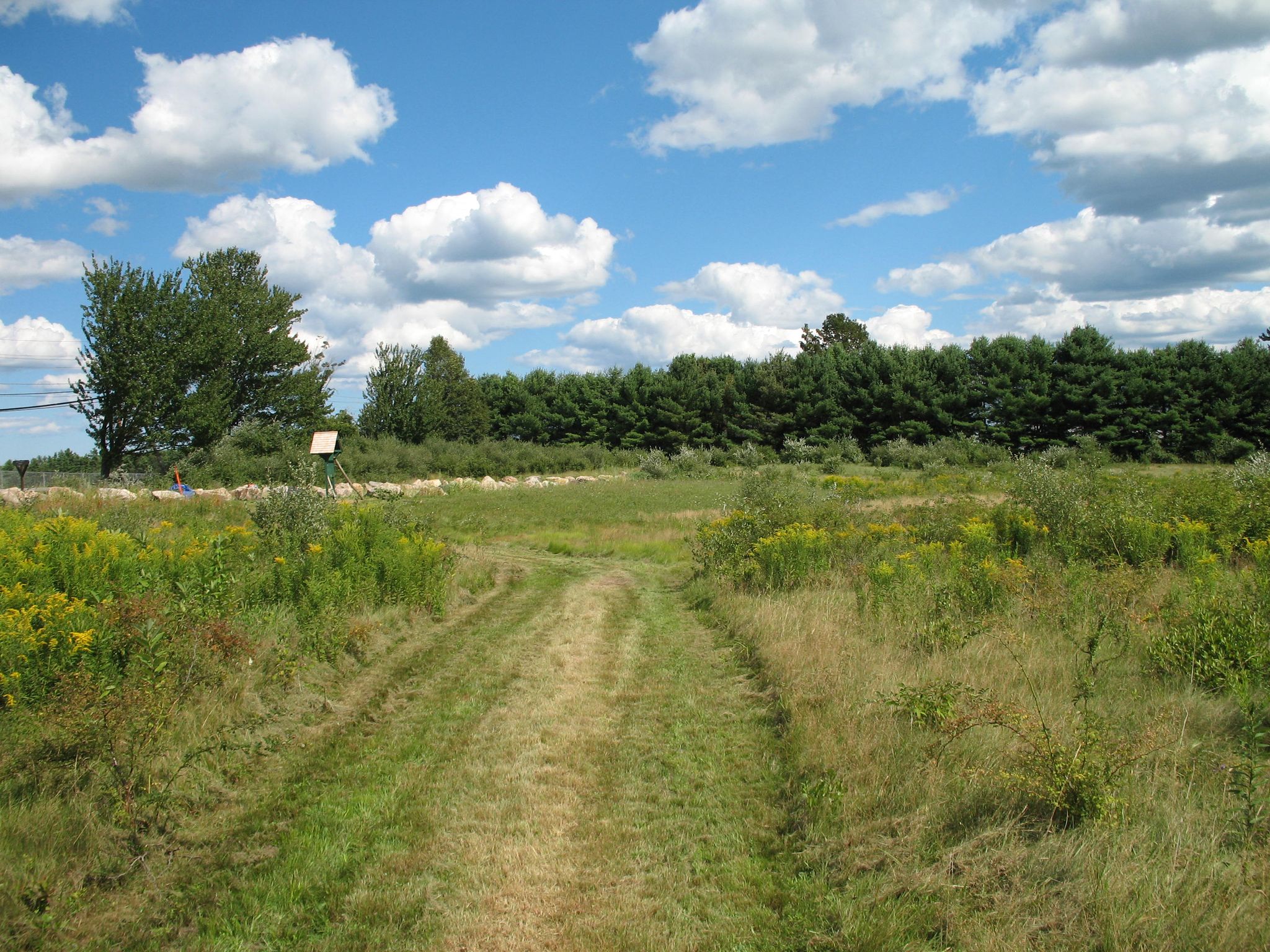 A mowed trail through a green meadow with a forest behind.