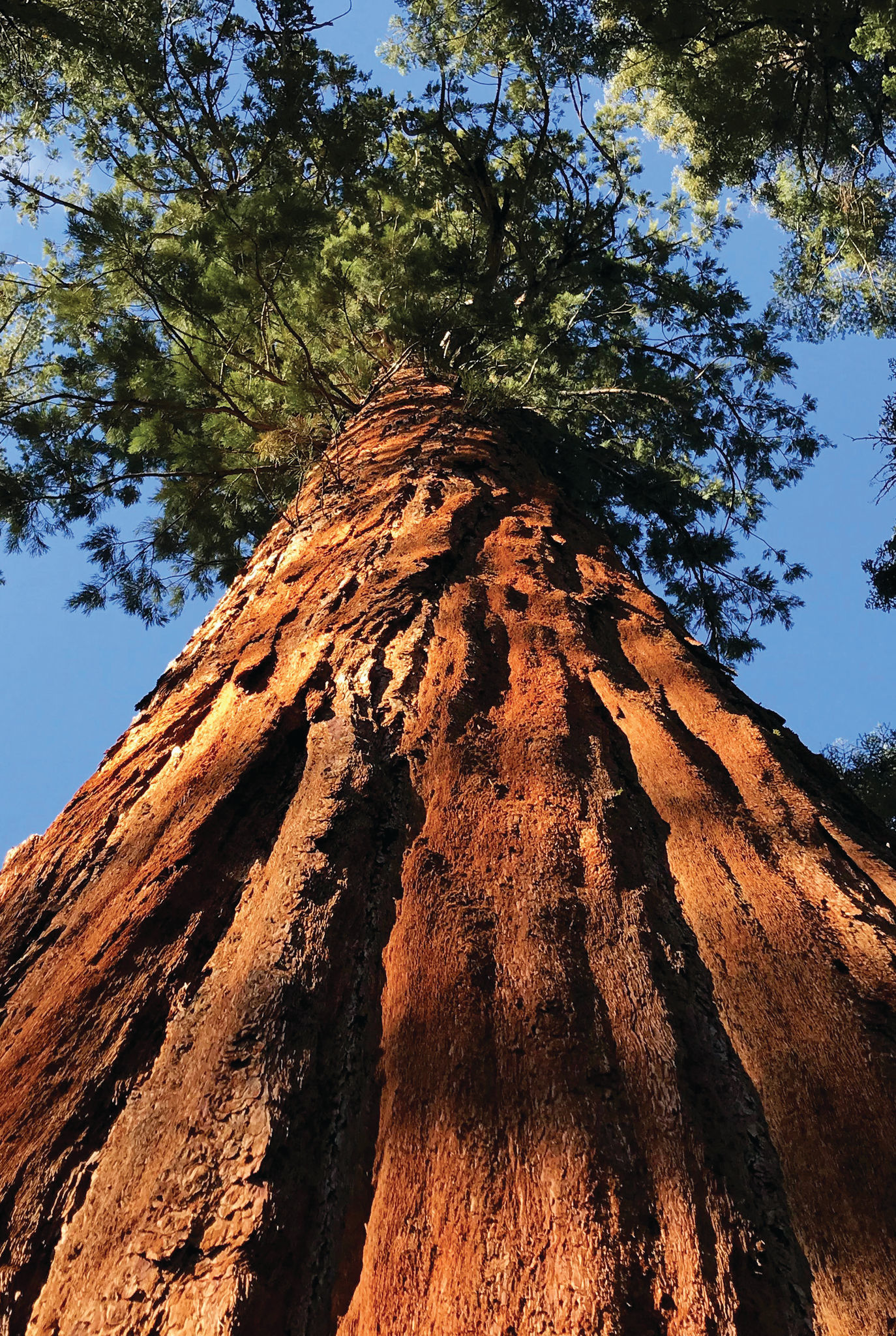 Looking up a giant sequoia