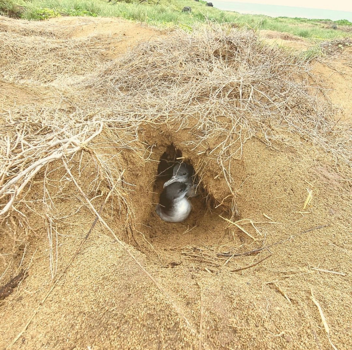ʻuaʻu kani, wedge-tailed shearwaters nesting in burrow Kaʻena NAR