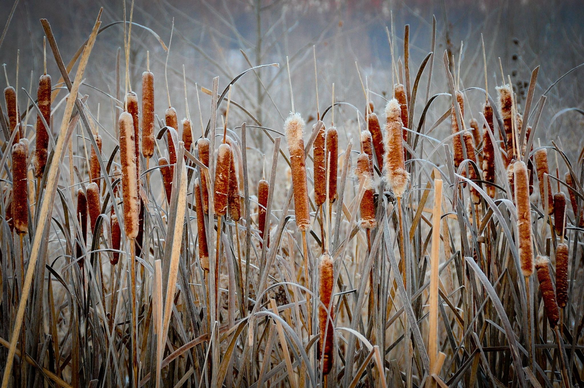 Frosted cattails