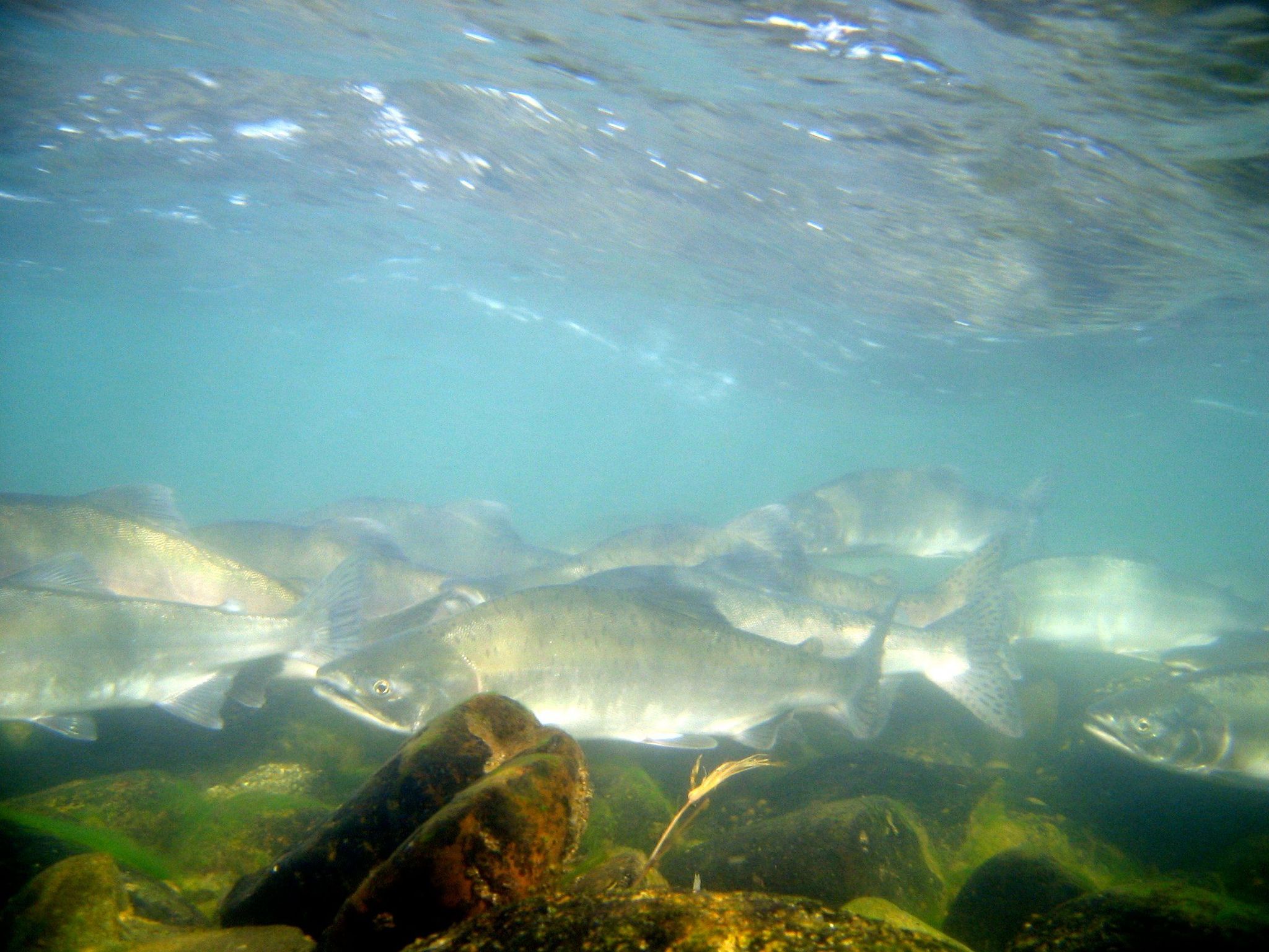Each summer, hundreds of thousands of salmon return to the Alagnak watershed to spawn.
