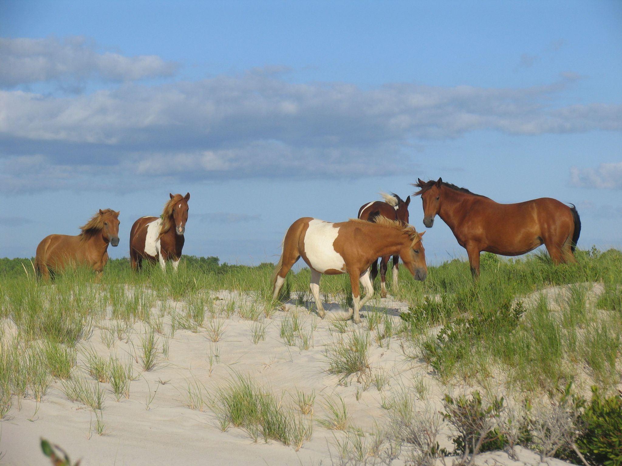 There are few places in the United States where you can view wild horses.Take advantage of the opportunity to view these horses in a natural habitat.