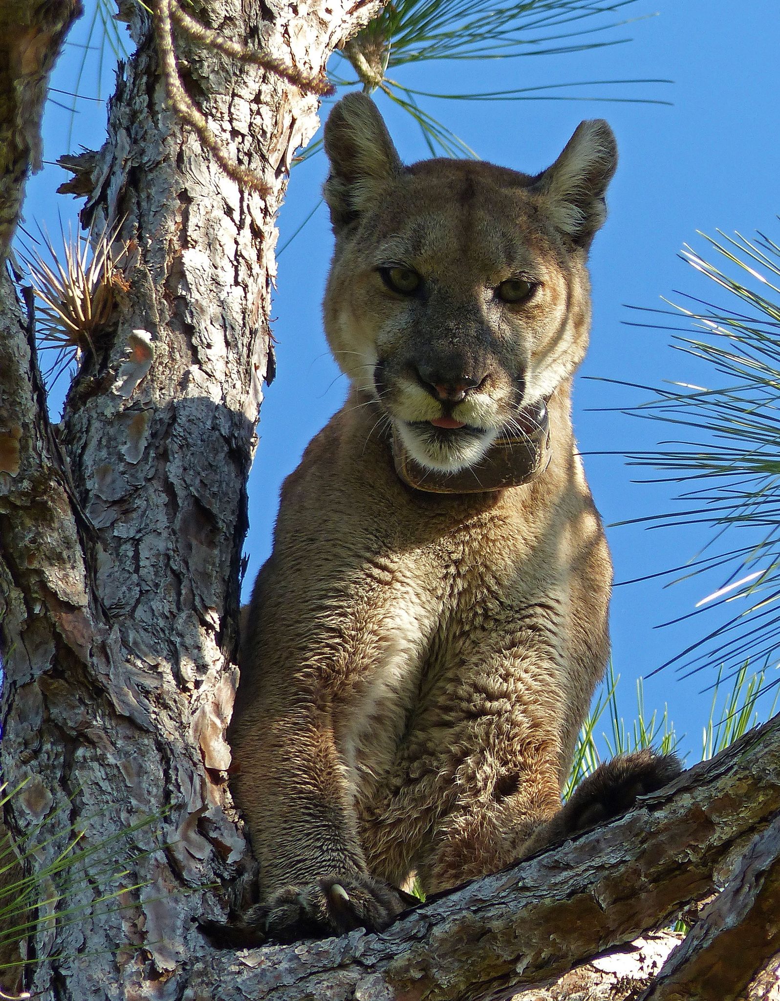 The Florida Panther is one of the most iconic animals of Big Cypress