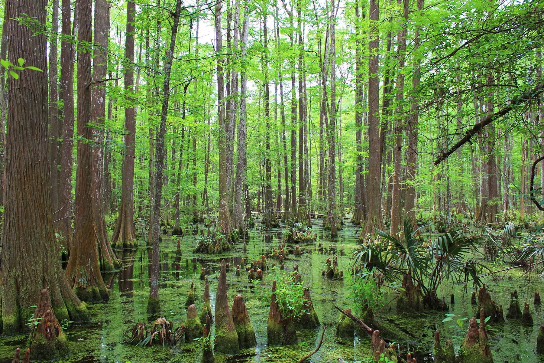 Stubby cypress "knees" grow alongside their parent trees in cypress sloughs.