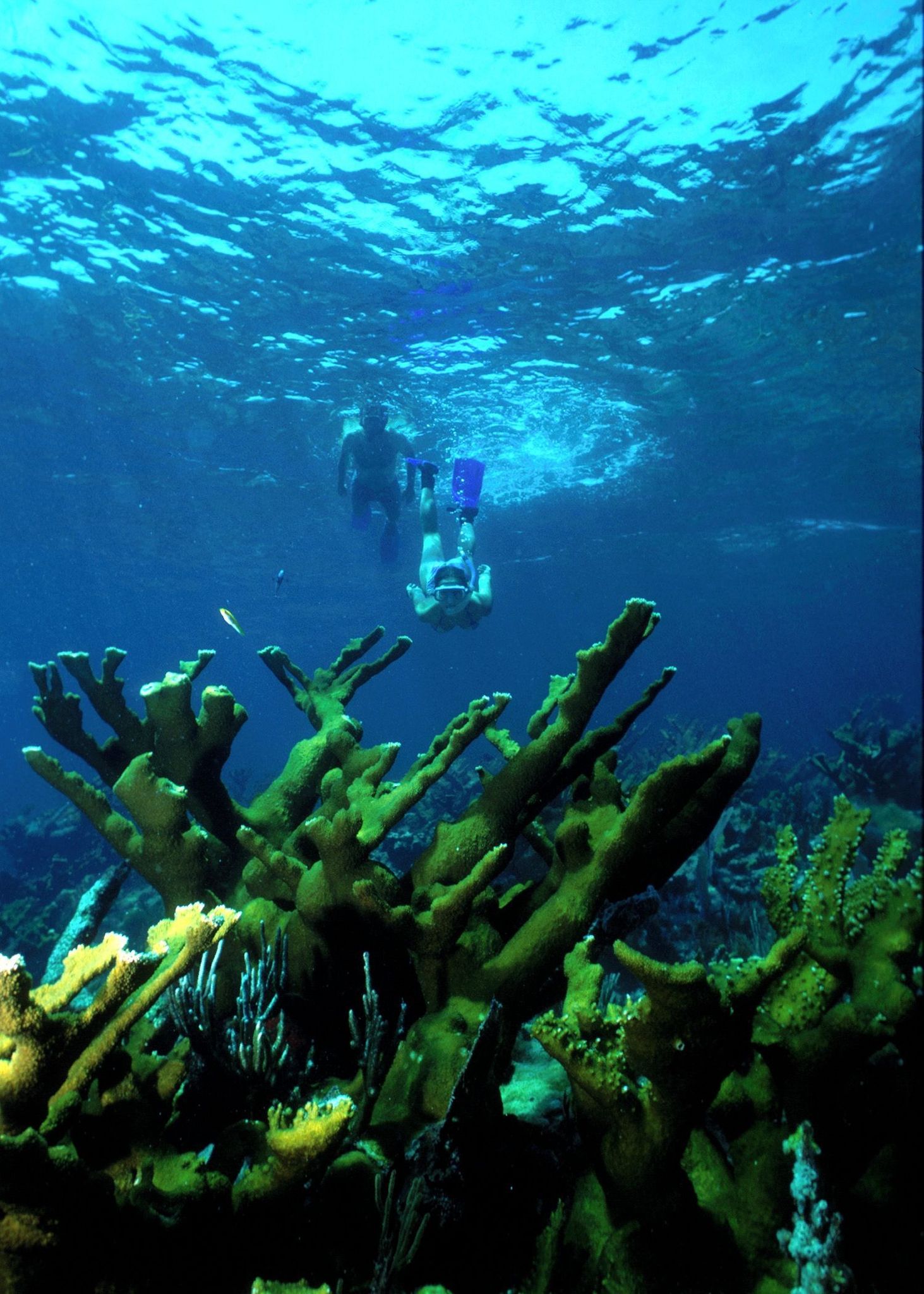 Snorkeling is a great way to explore the coral reefs in the park