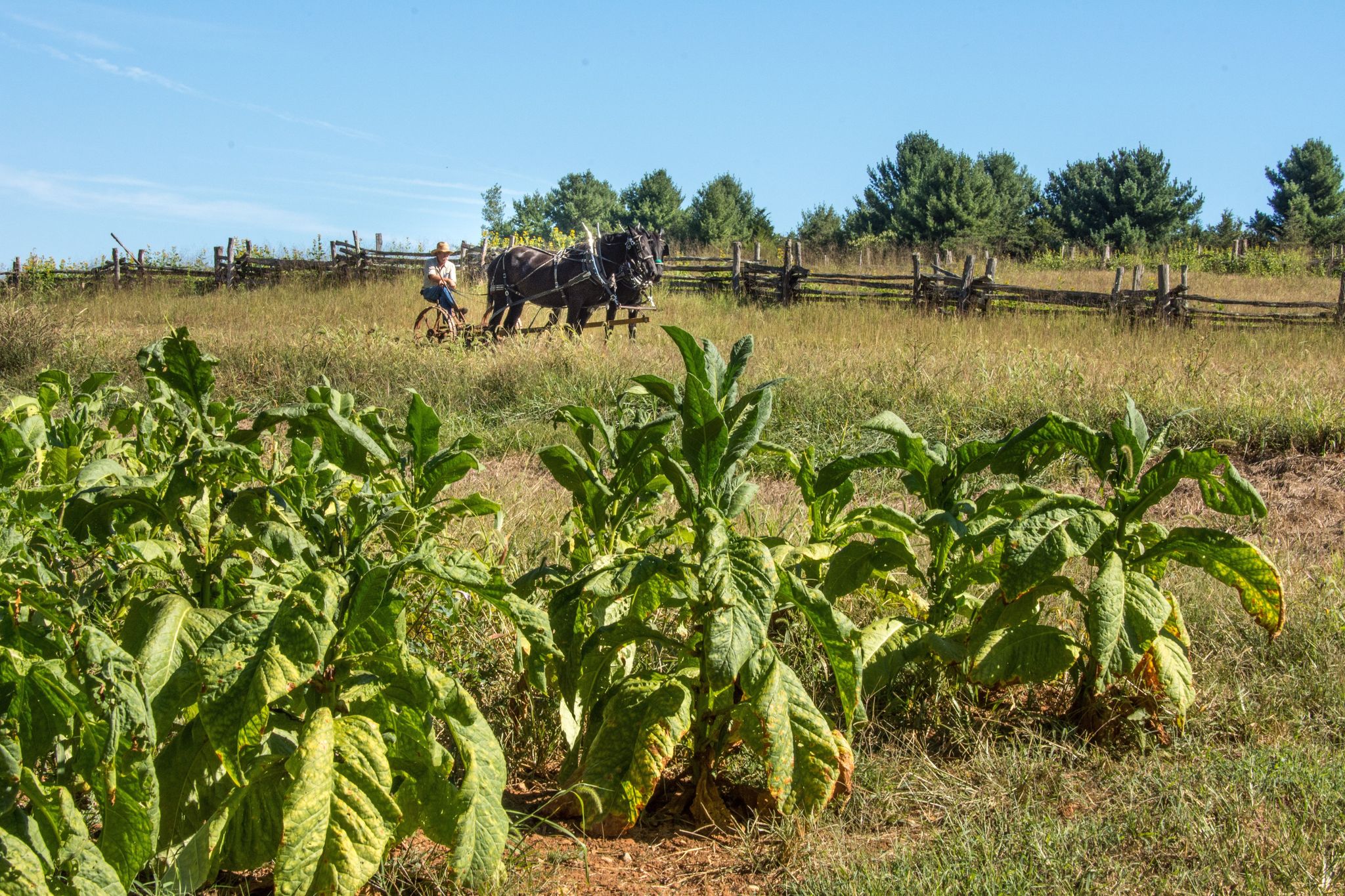The main crop on the plantation where Booker T. Washington was born was tobacco. This photograph shows a man with draft horses preparing to plow a field.
