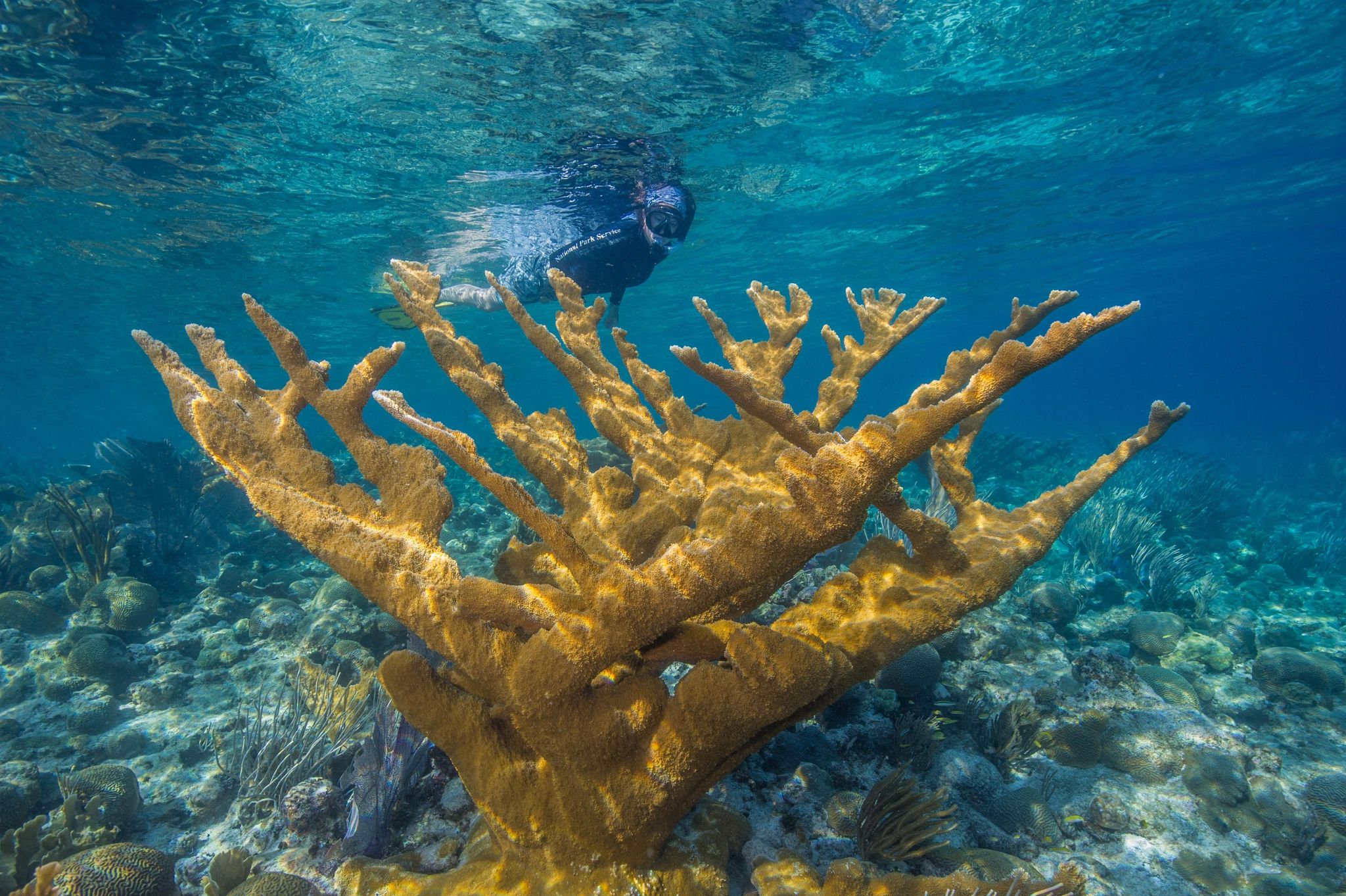 Snorkelers may view Elkhorn Coral at the Underwater Trail, Buck Island Reef NM