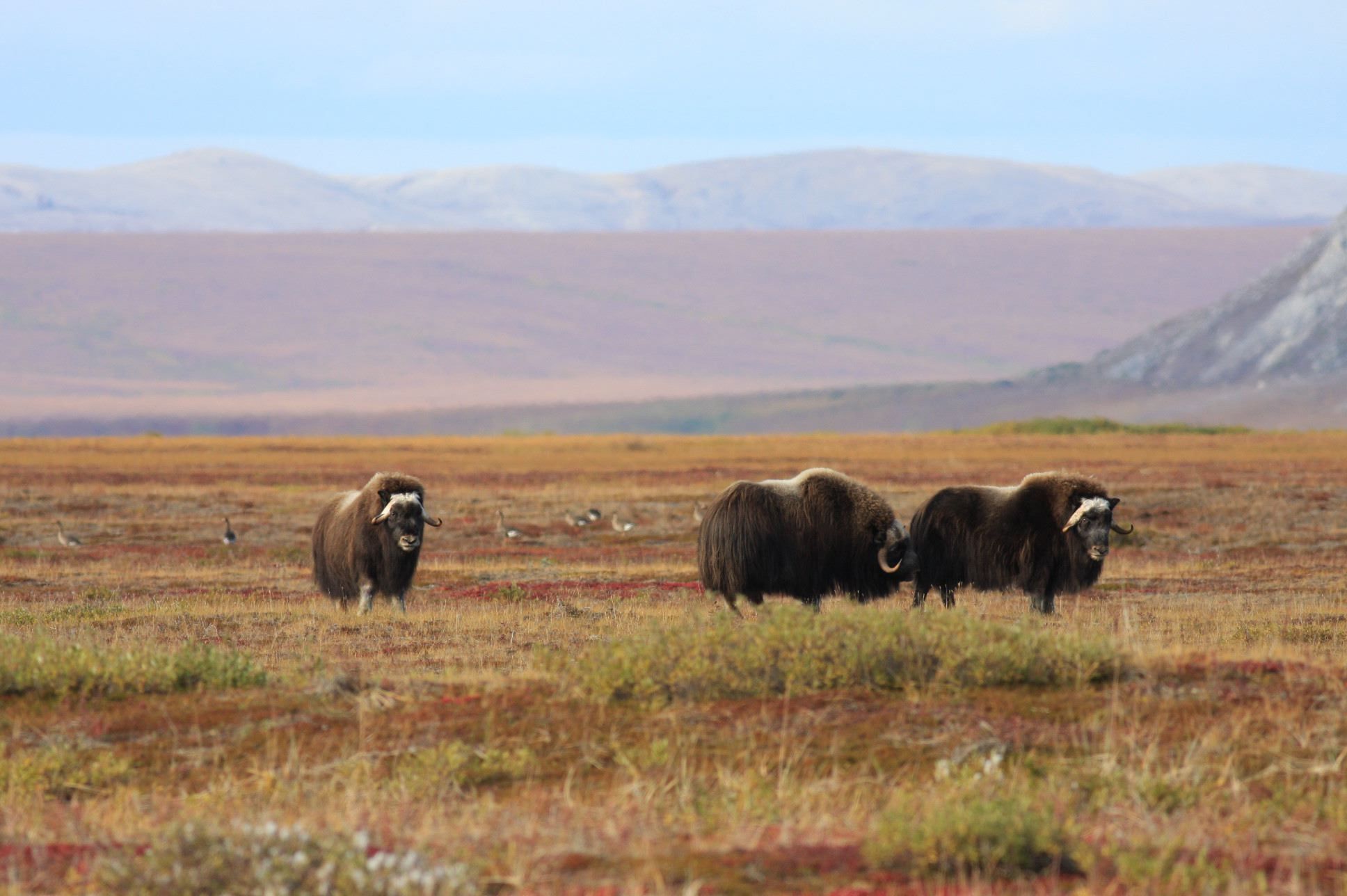 Muskox and Greater White-fronted Geese on vegetated beach ridges in front of the Igichuk Hills.