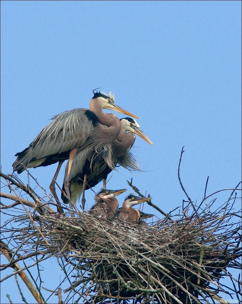 Great Blue Herons are plentyful along the river. Look towards the tree tops along the river to spot their nest. If you're lucky the whole will be home.