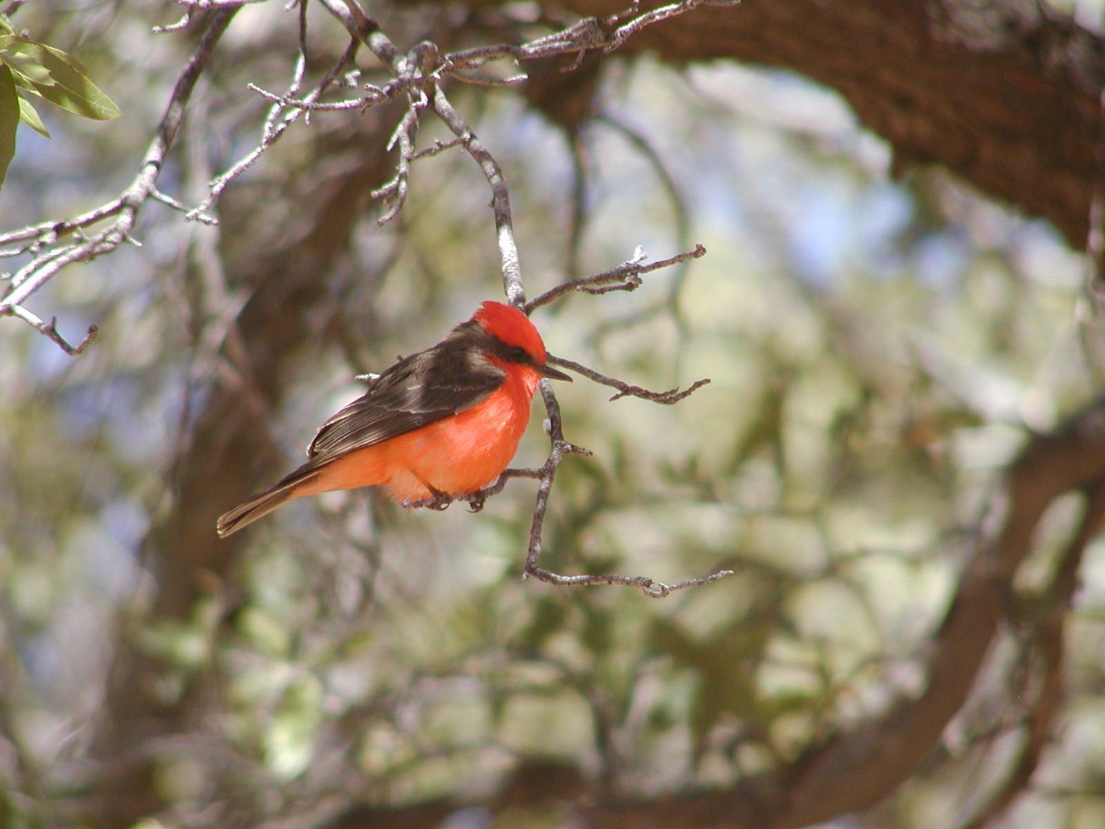A great diversity of birds are found in and near Coronado National Memorial