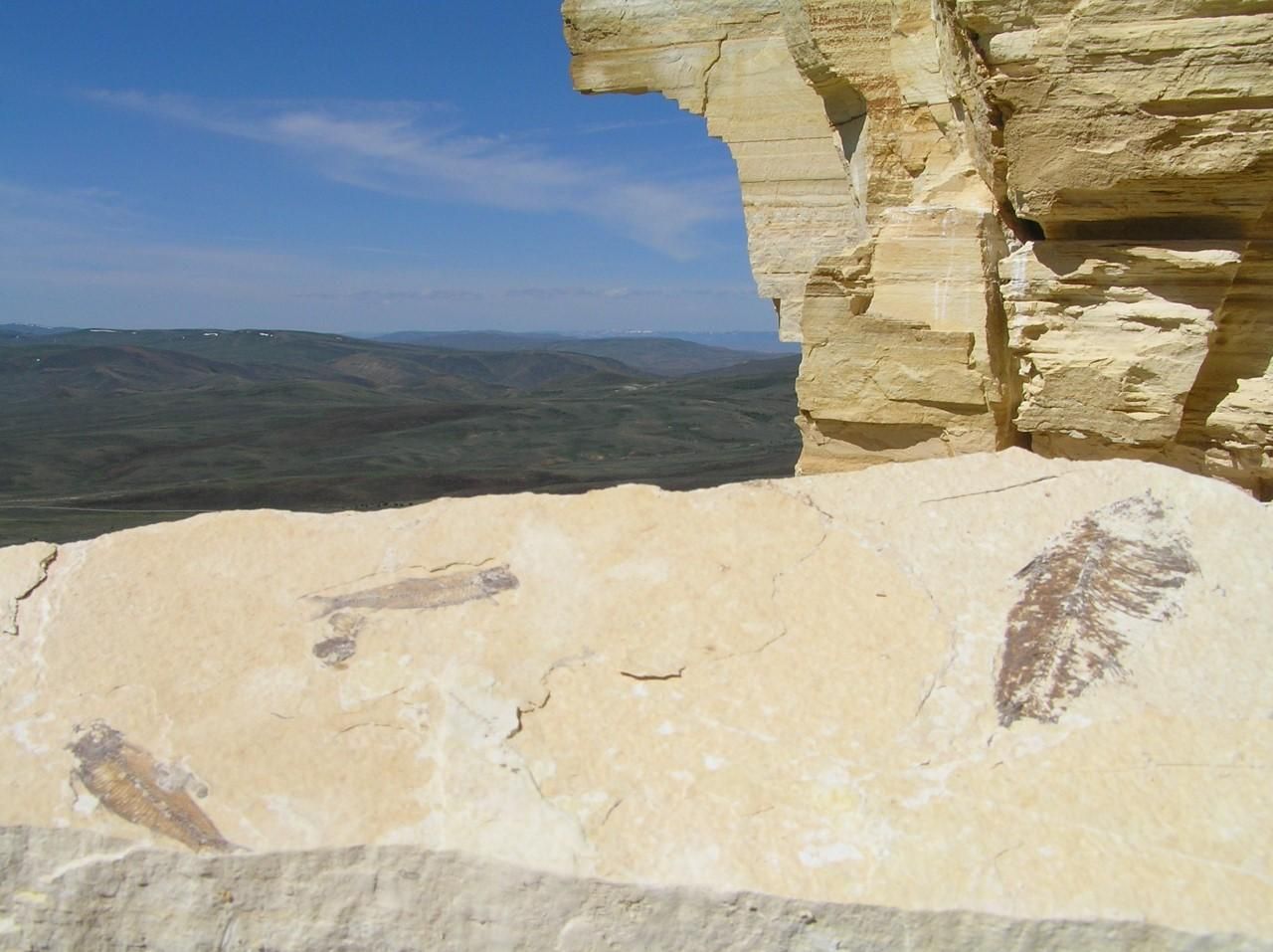 Knightia eocaena, the most abundant vertebrate fossil in the world, lies exposed near cliff face.