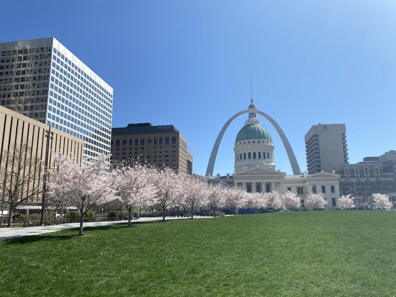 The blooming cherry trees in Kiener Plaza provide a wonderful foreground for the Gateway Arch and Old Courthouse in spring.