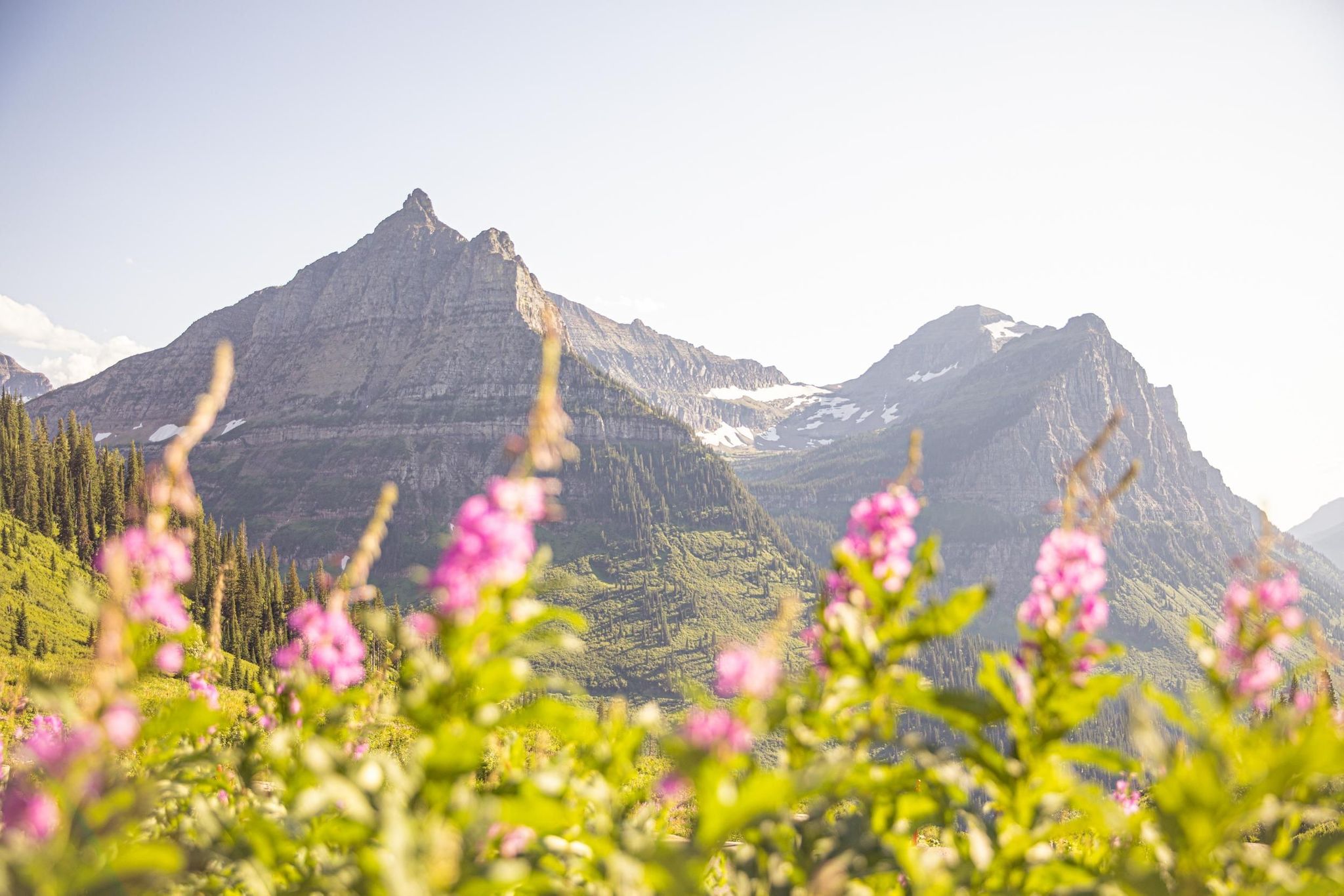 Fireweed are common along Going-to-the-Sun Road in late summer.