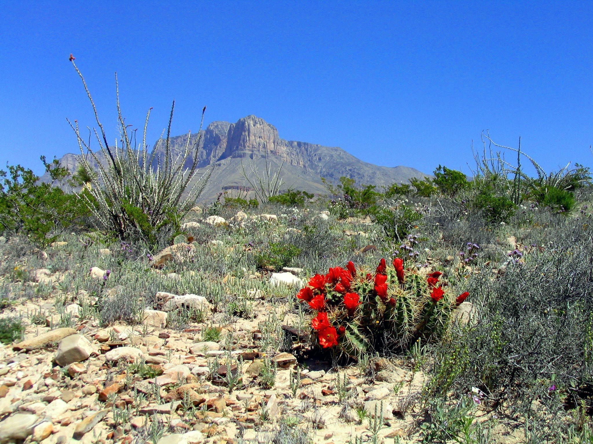 Blossoming claret cup cacti add a splash of color to the Chihuahuan desert.
