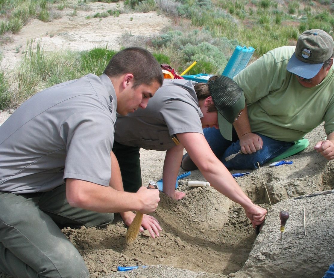 Rangers and the Paleo crew excavate an articulated snake.