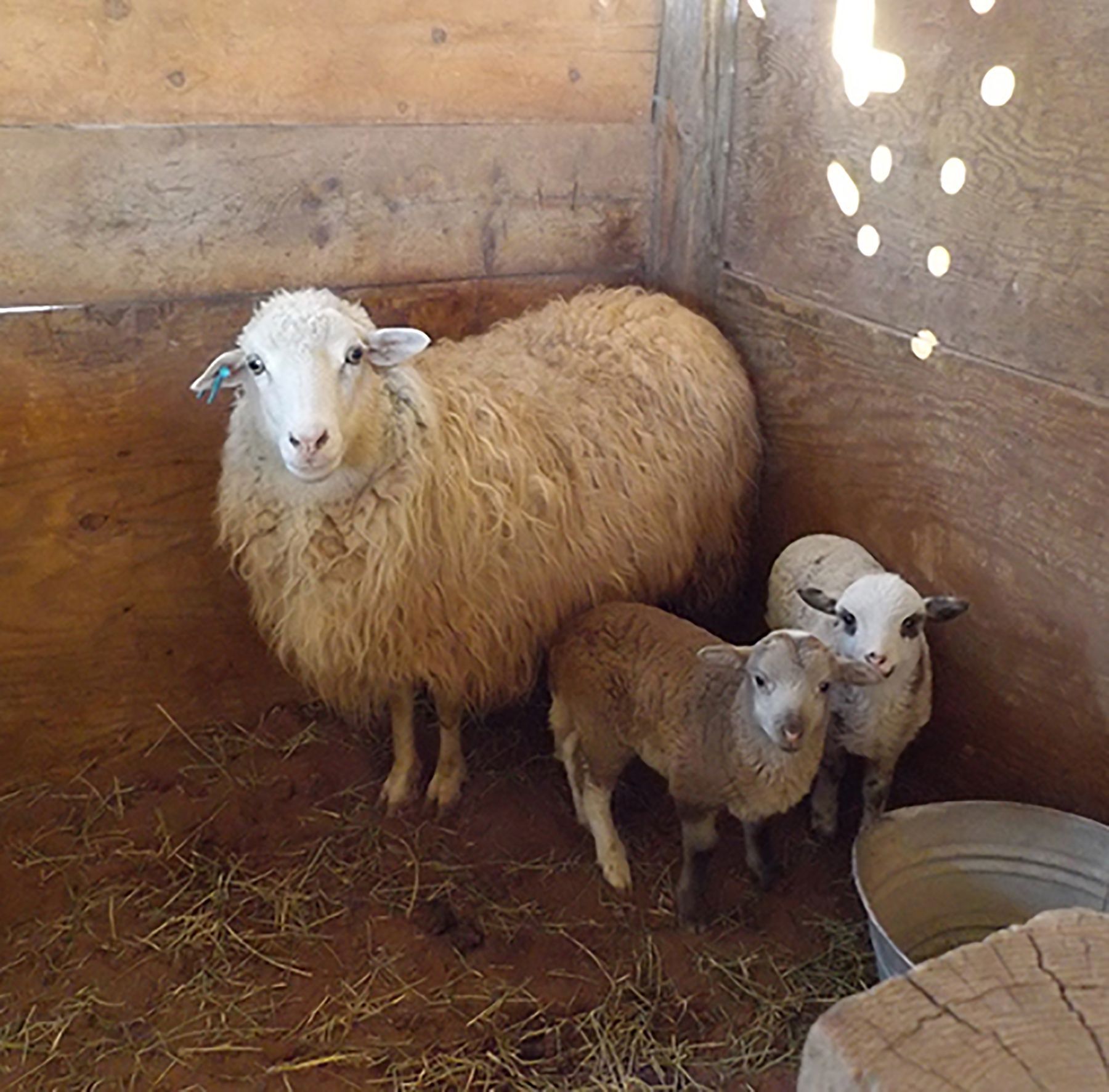 Each spring Navajo-Churro ewes give birth to their lambs at Hubbell Trading Post.