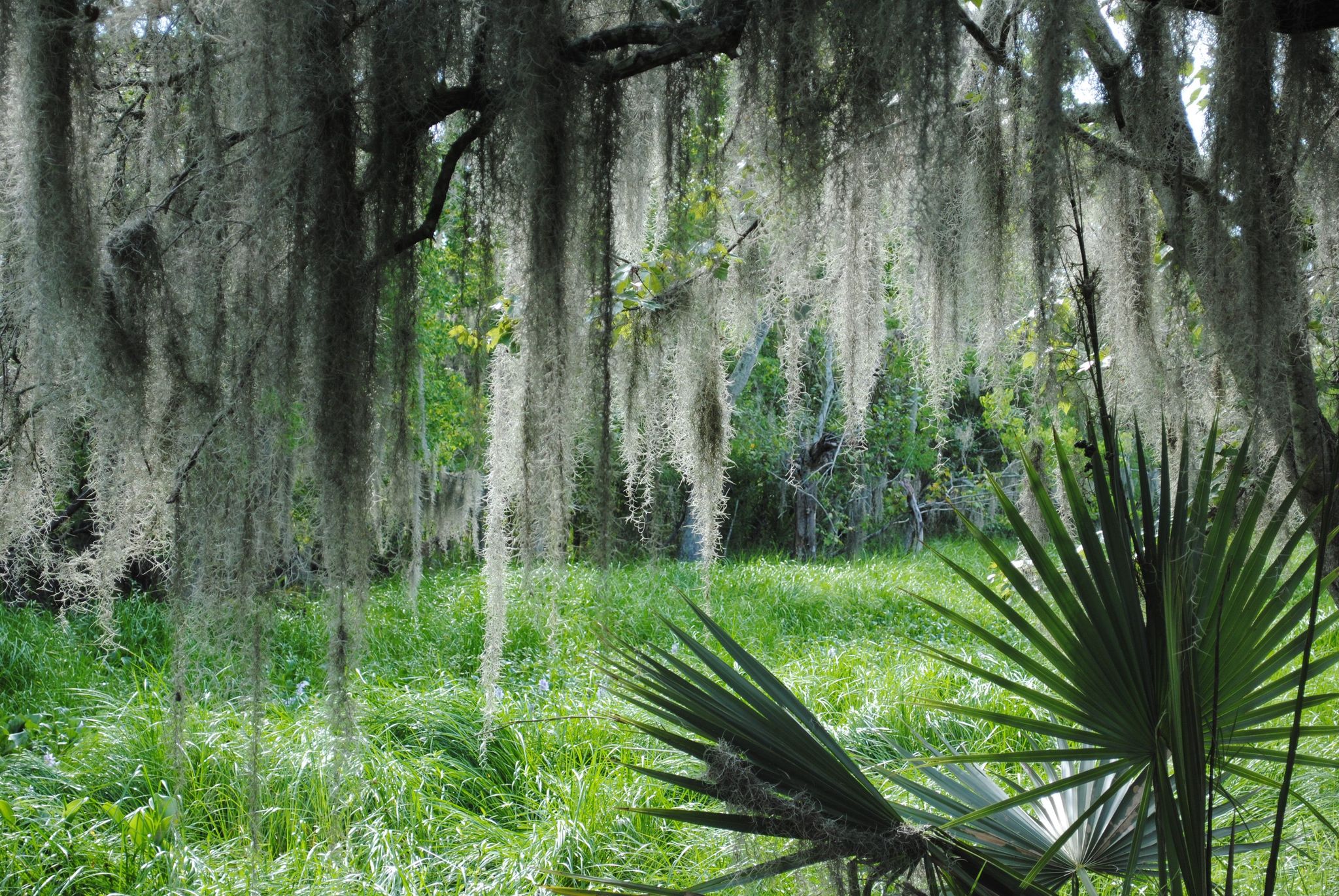 Spanish moss and lush vegetation provide glimpses of Louisiana's wild wetlands at Jean Lafitte's Barataria Preserve.