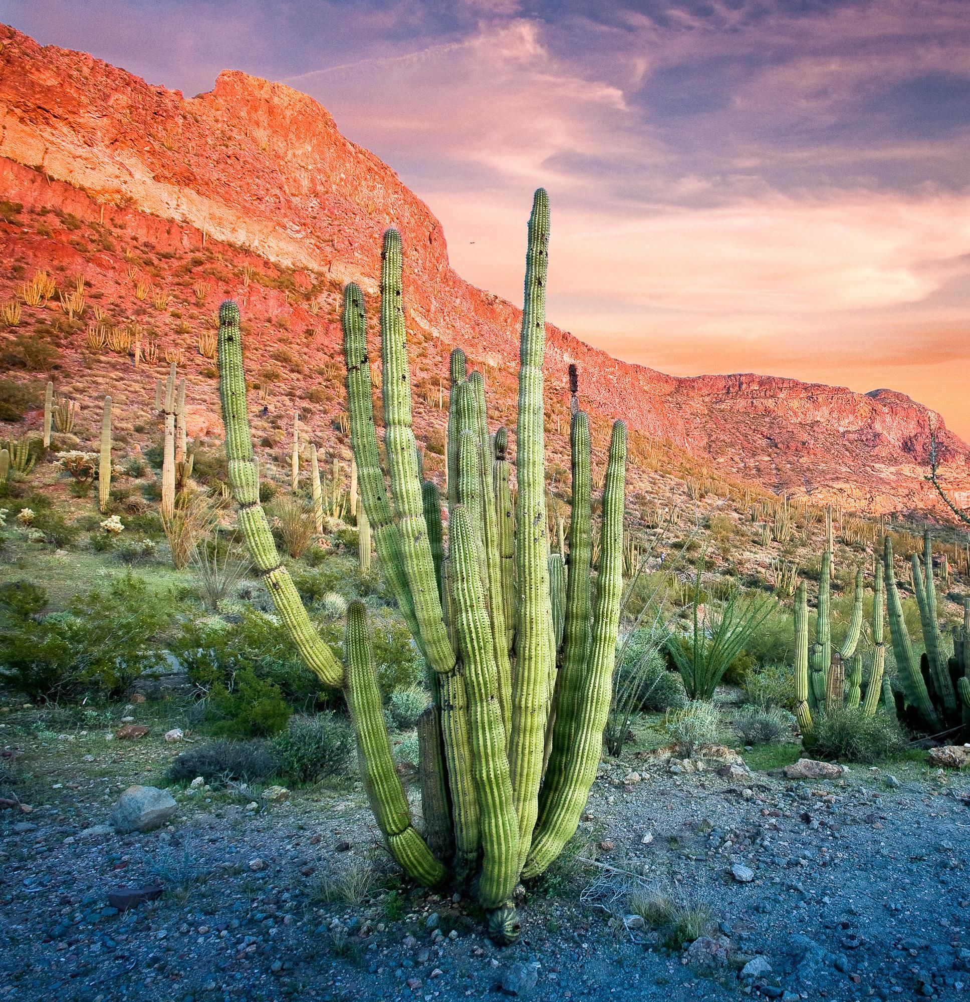 Visit the only place in the U.S. where you can see large stands of organ pipe cacti.