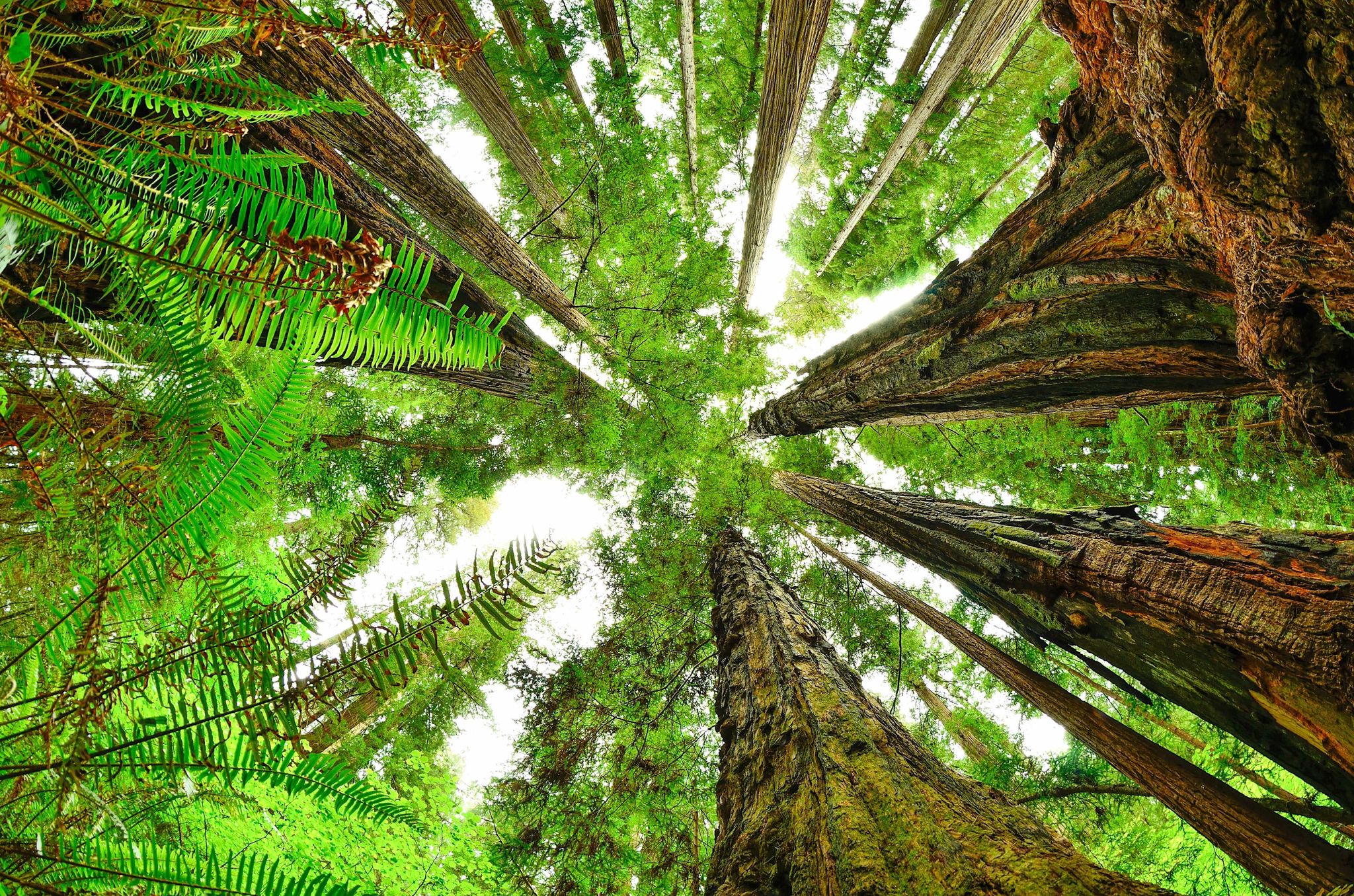 The redwood forest is a complicated and beautiful series of habitats.