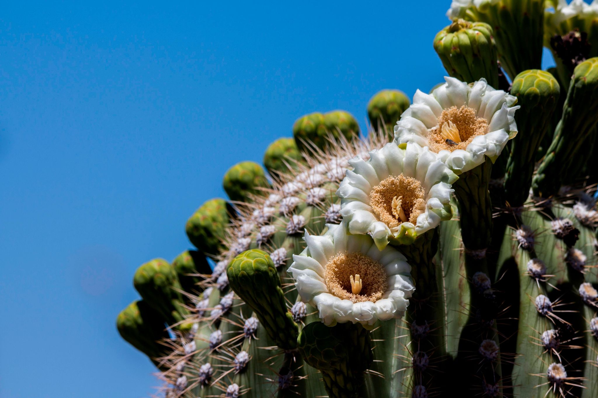 The flowering season in Saguaro National Park attracts visitors from all over the world.