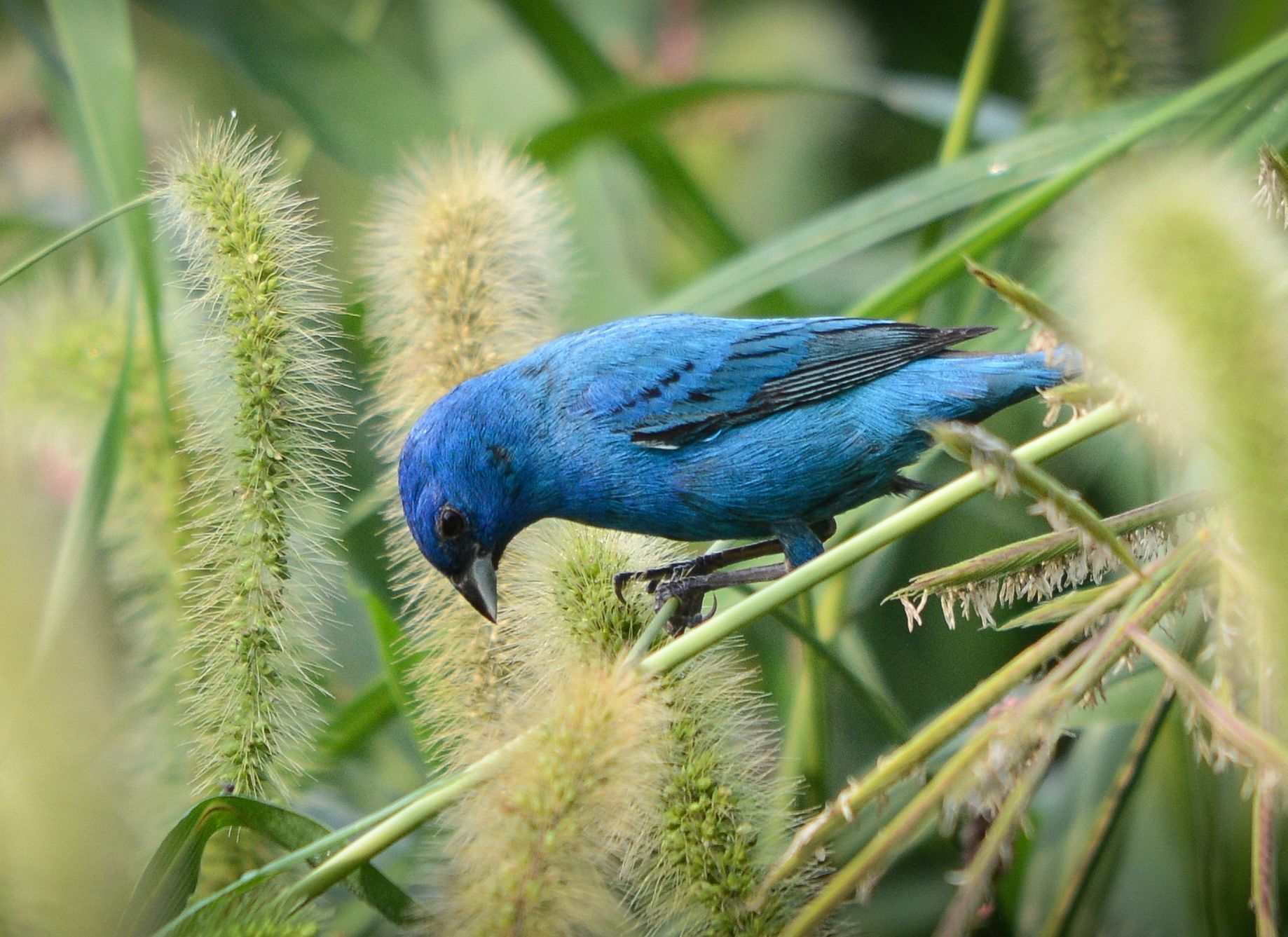 Photo of indigo bunting. This is a small seed-eating bird in the cardinal family, Cardinalidae. 