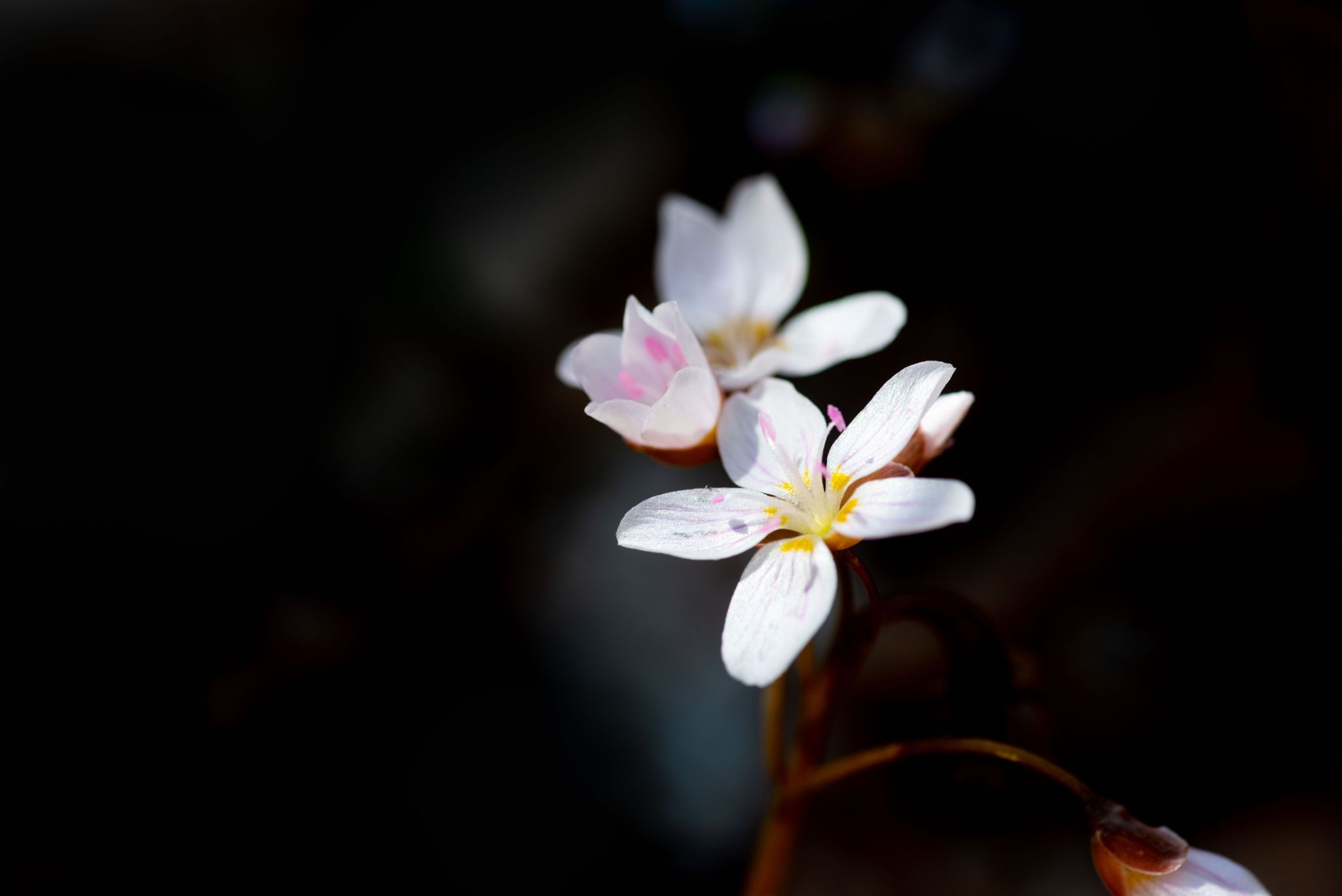 Photo of Spring Beauty (Claytonia virginica), a perennial wildflower common in Indiana.