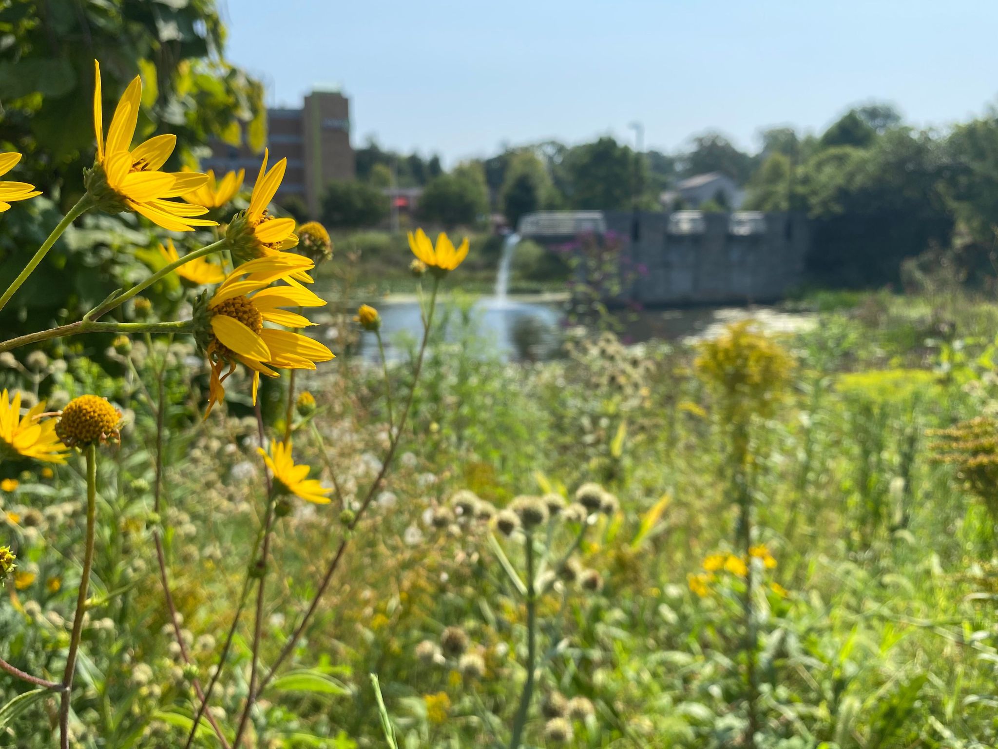 Photo of native plantings at Miller-Showers Park