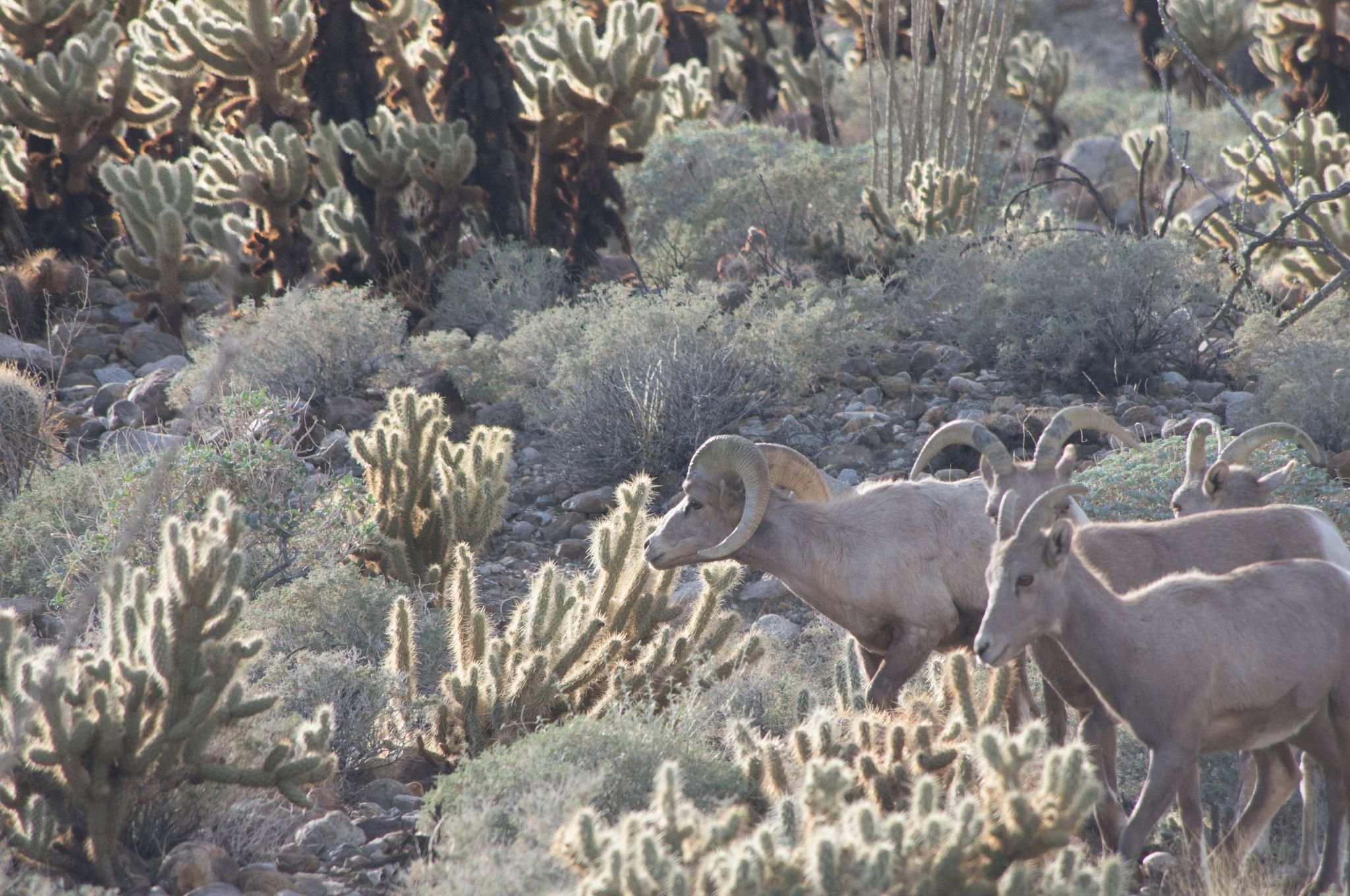 Bighorn Sheep at Anza-Borrego Desert State Park